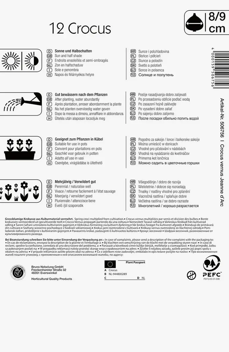 Großblumiger Krokus Jeanne d`Arc Crocus vernus