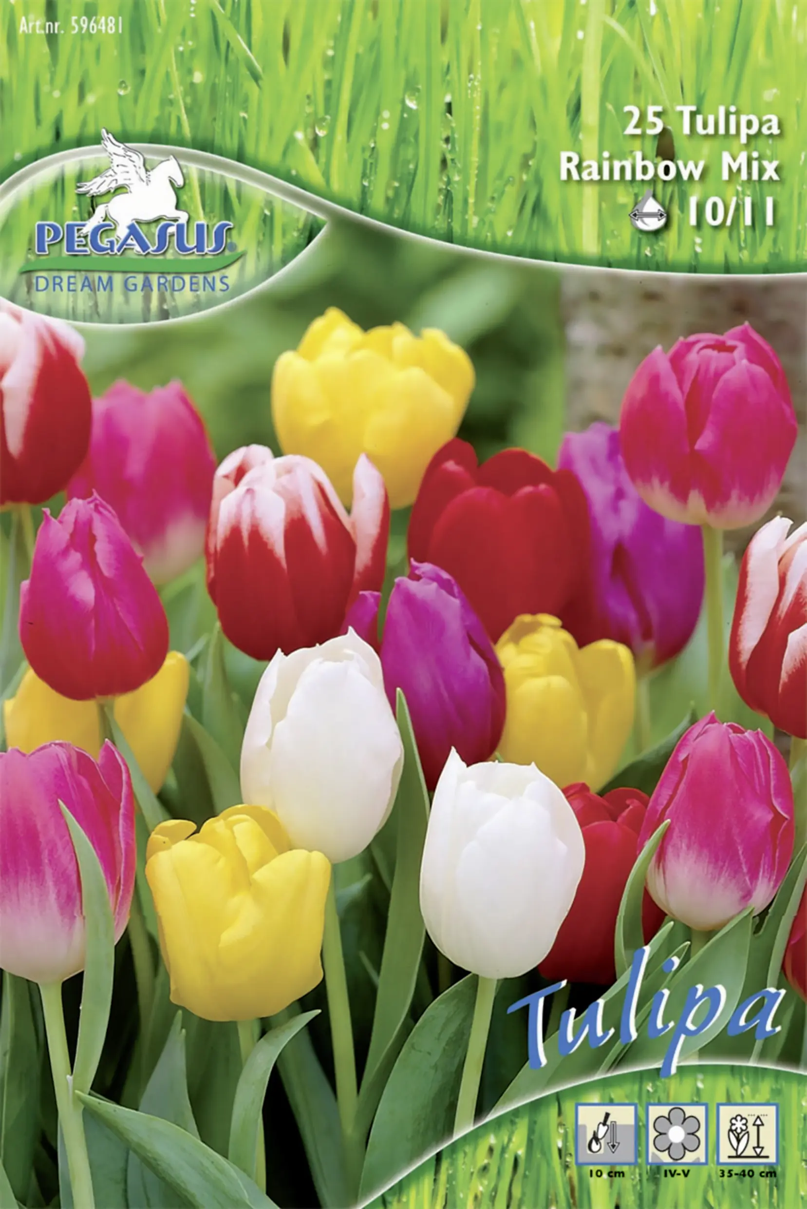 Pegasus Triumph-Tulpen Regenbogen Mix mehrfarbig 25 Stück