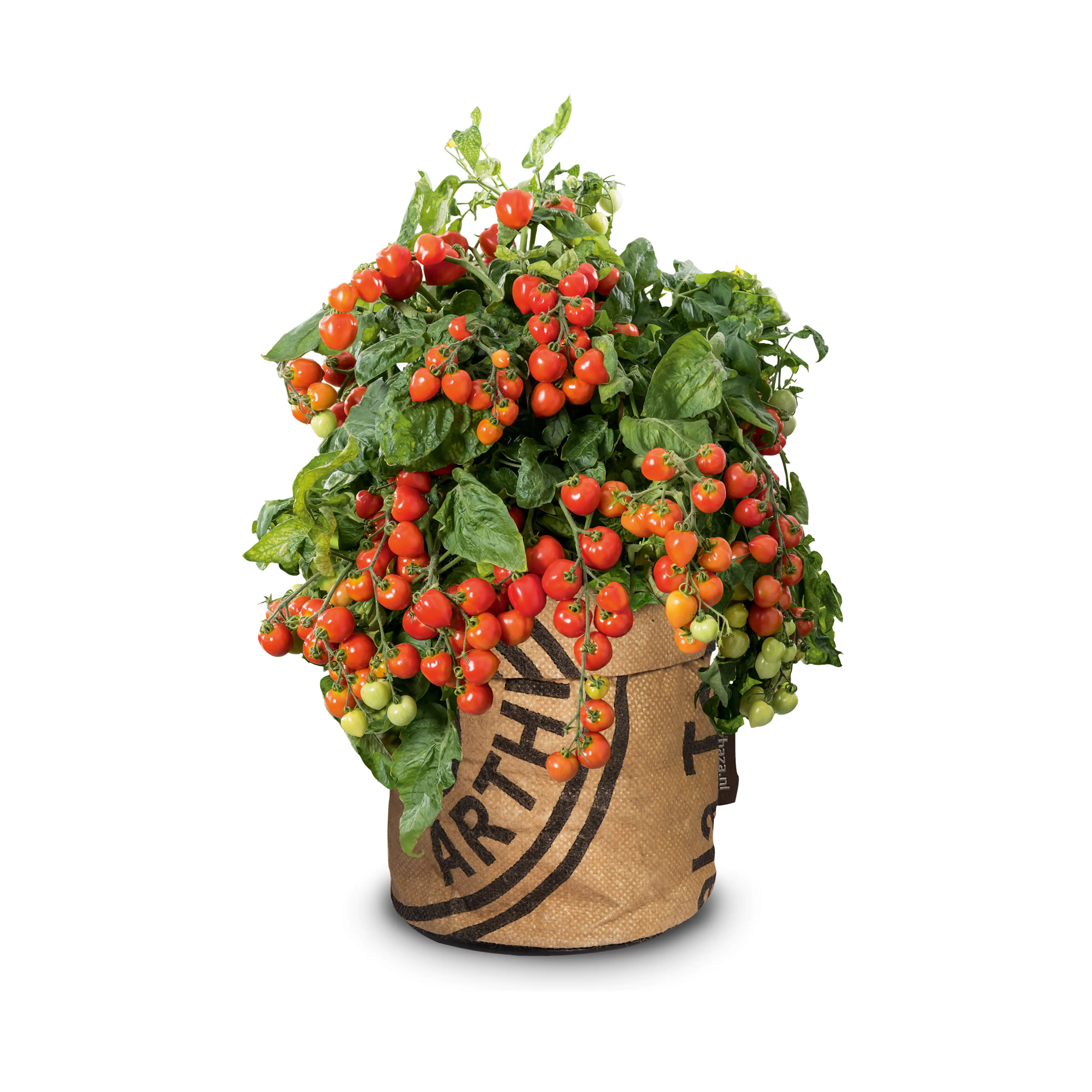 Baza Seeds Kitchengarden Strauchtomate Heartbreakers Vita F1 Baza Seeds Kitchengarden Strauchtomate Heartbreakers Vita F1