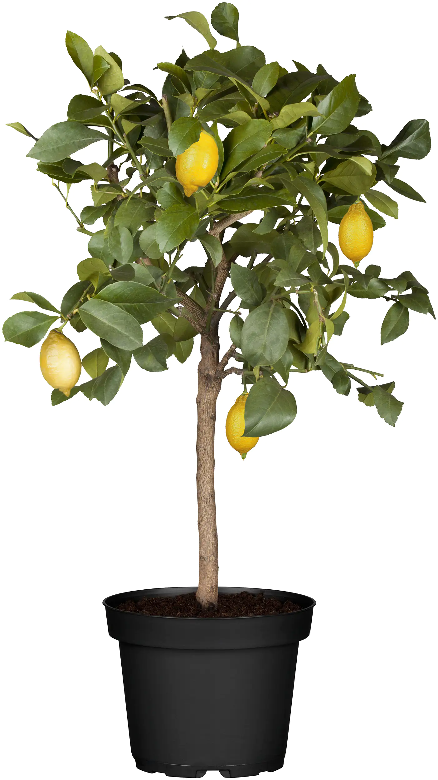 Zitruspflanze H ca. 60 cm 18 cm Topf
