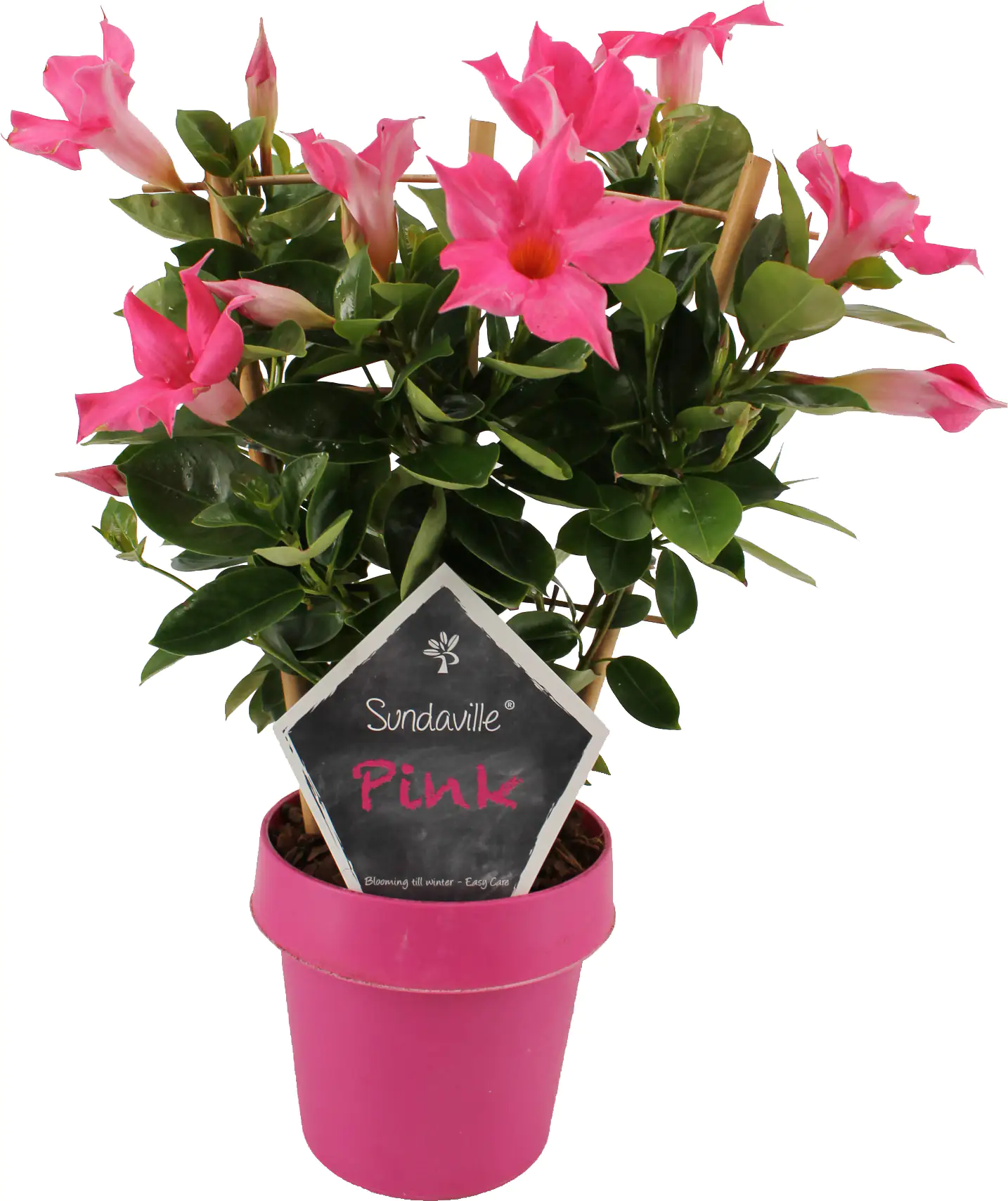 Dipladenia am Spalier H ca 40 cm 14 cm Topf