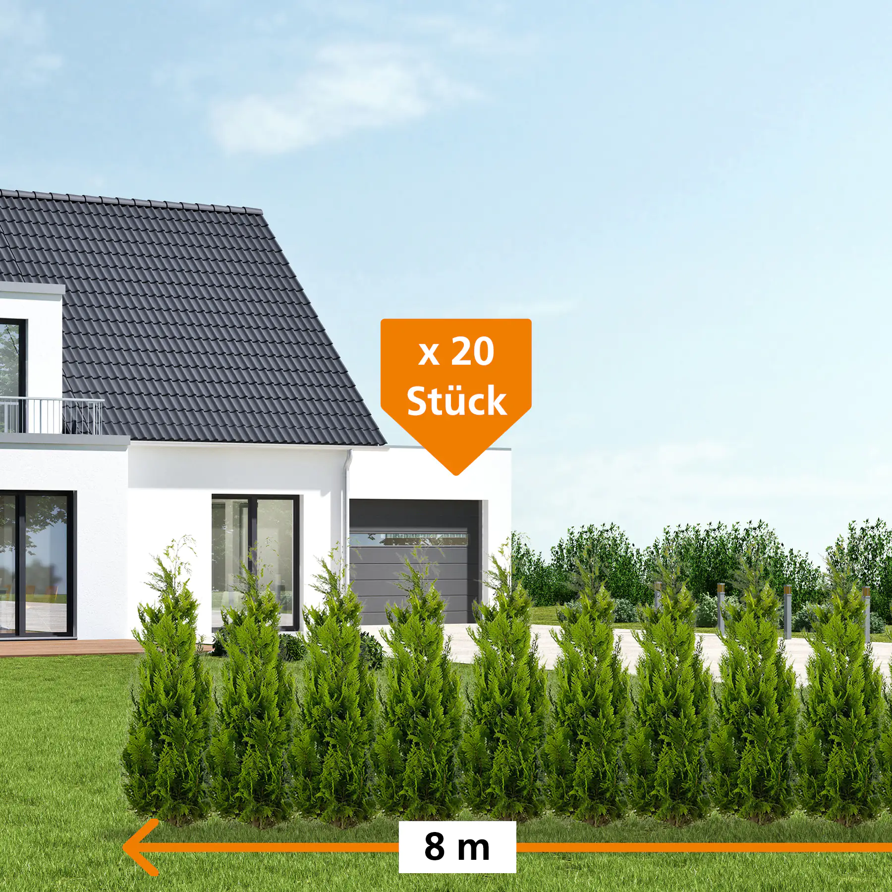 Gelbe Säulenzypresse Cham. law. Ivonne H 120 - 140 cm, 20 Stück