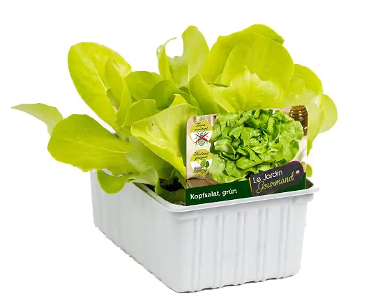 Kopfsalat grün 6er Schale Kopfsalat grün 6er Schale