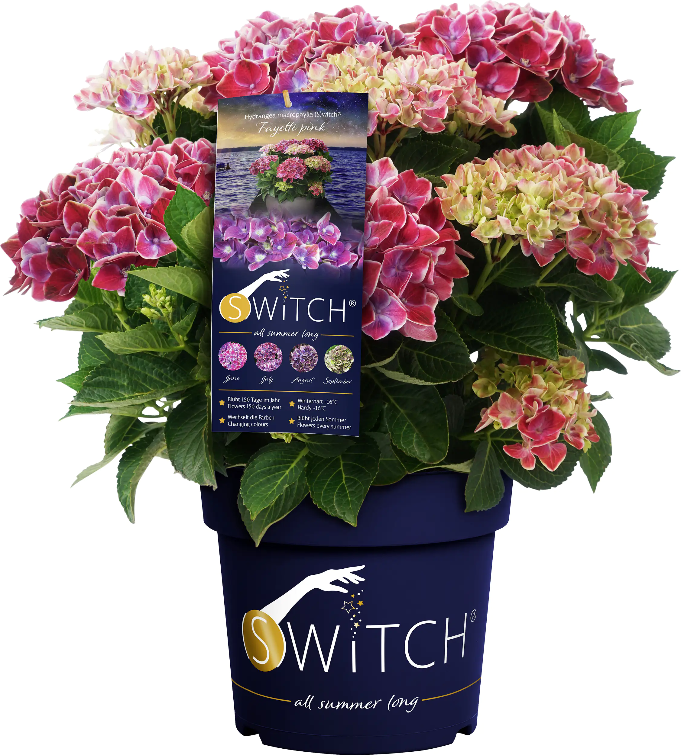 Bauernhortensie Switch Hydrangea mac. H 30-40 cm 3L Container Bauernhortensie Switch Hydrangea mac. H 30-40 cm 3L Container