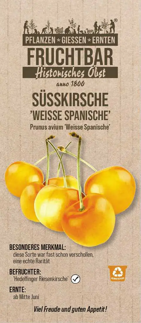 Stadt Ernte Bio Obstbaum Süßkirsche Weiße Spanische H 150 cm 29 cm Topf Stadt Ernte Bio Obstbaum Süßkirsche Weiße Spanische H 150 cm 29 cm Topf