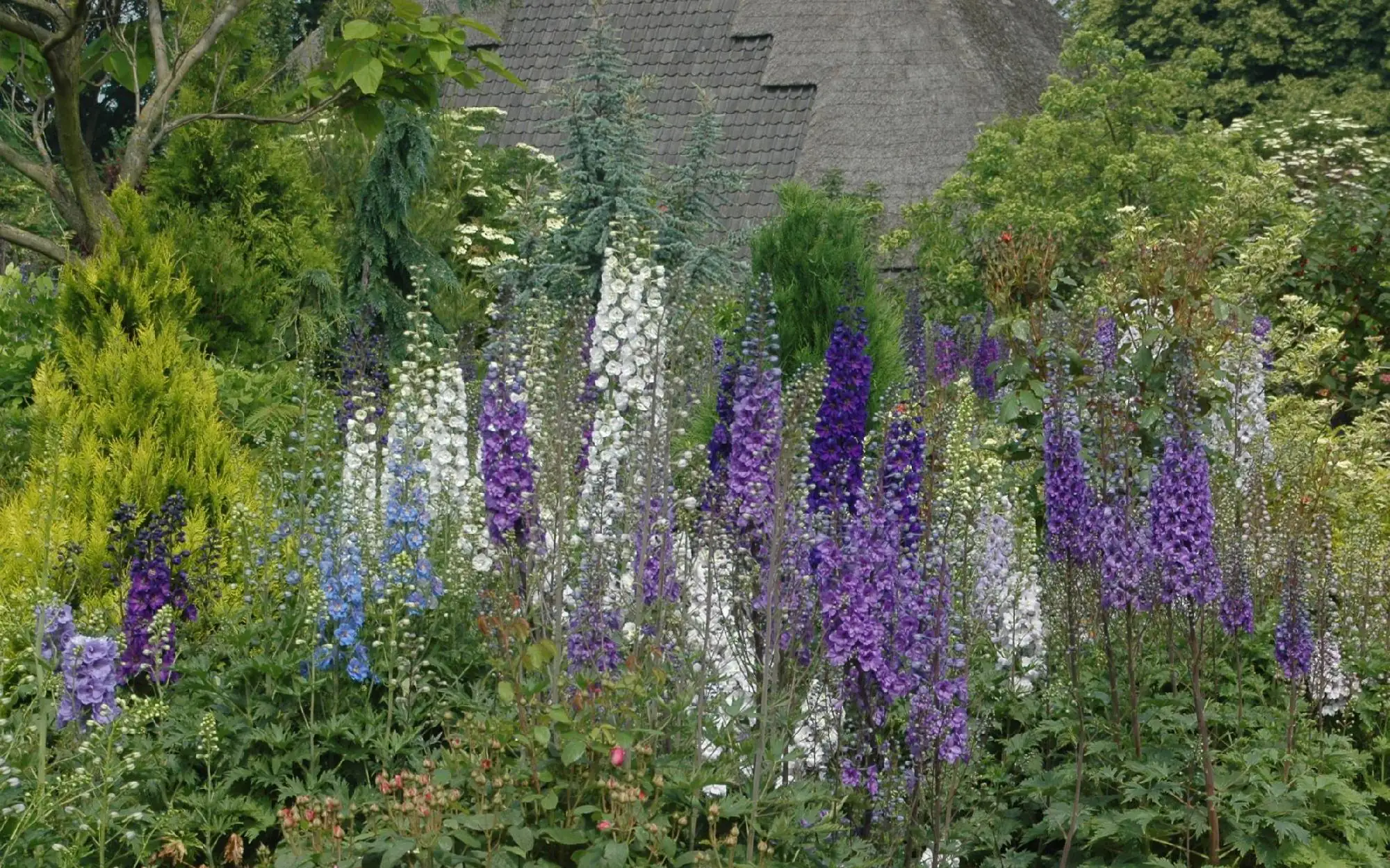 Rittersporn Delphinium H ca 40 cm 23 cm Topf