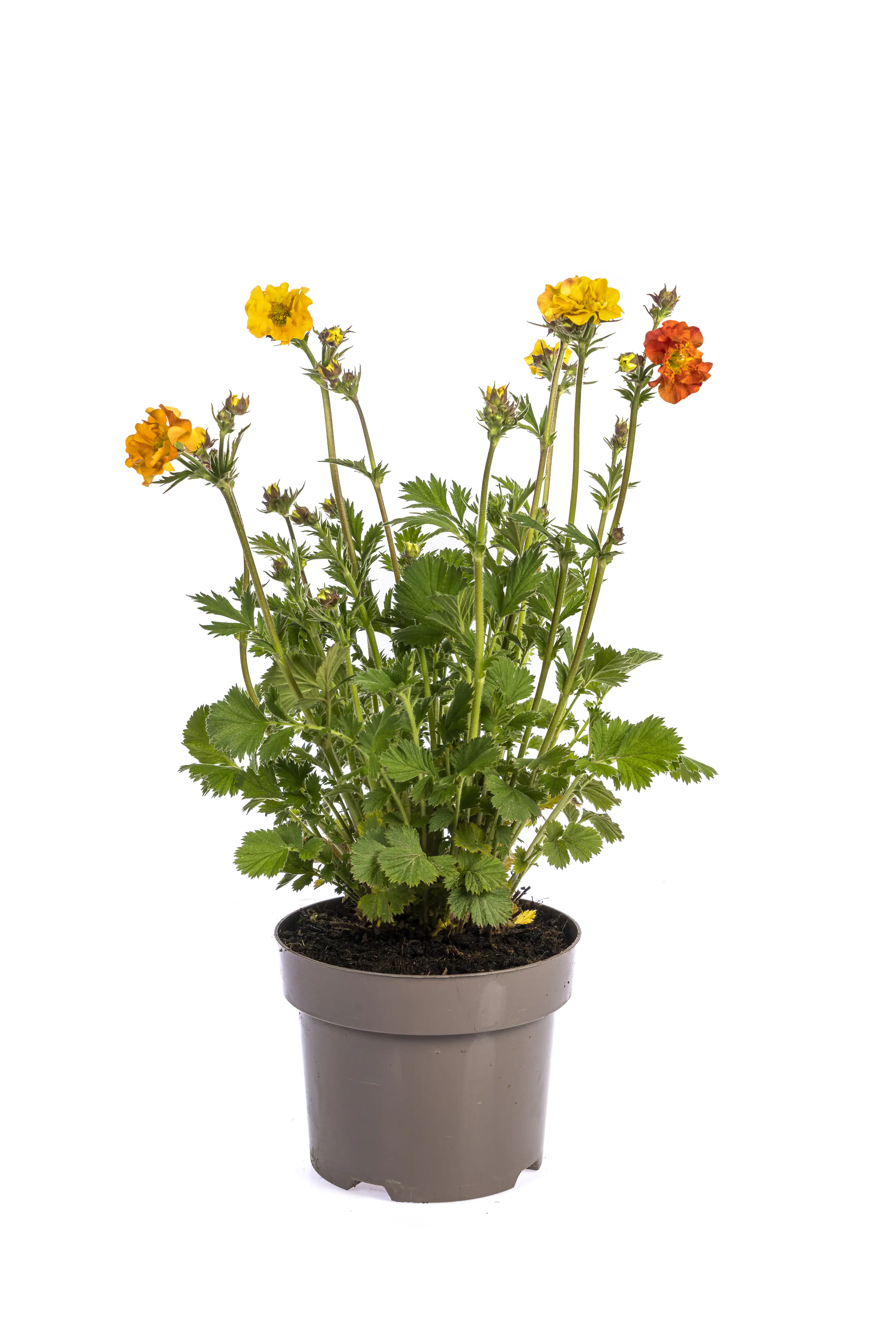 Nelkenwurz Geum 19 cm Topf