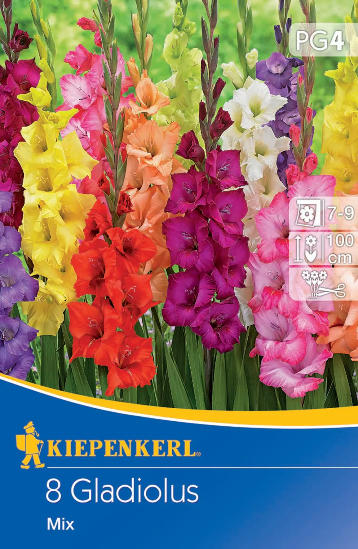 Kiepenkerl Großblumige Gladiole Holländische Mischung Kiepenkerl Großblumige Gladiole Holländische Mischung