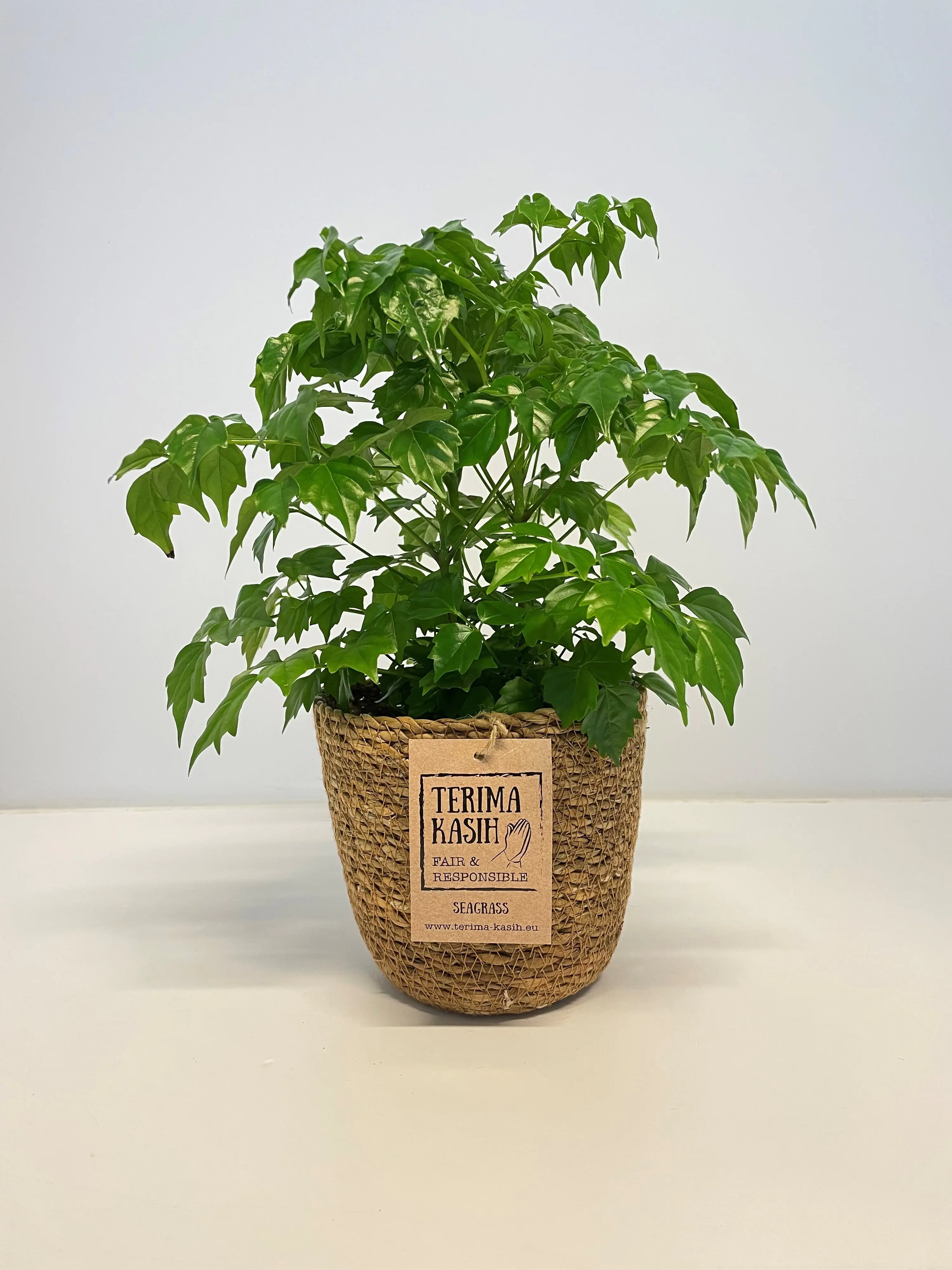 Grünpflanzen Mix 12cm im Meeresgras-Korb