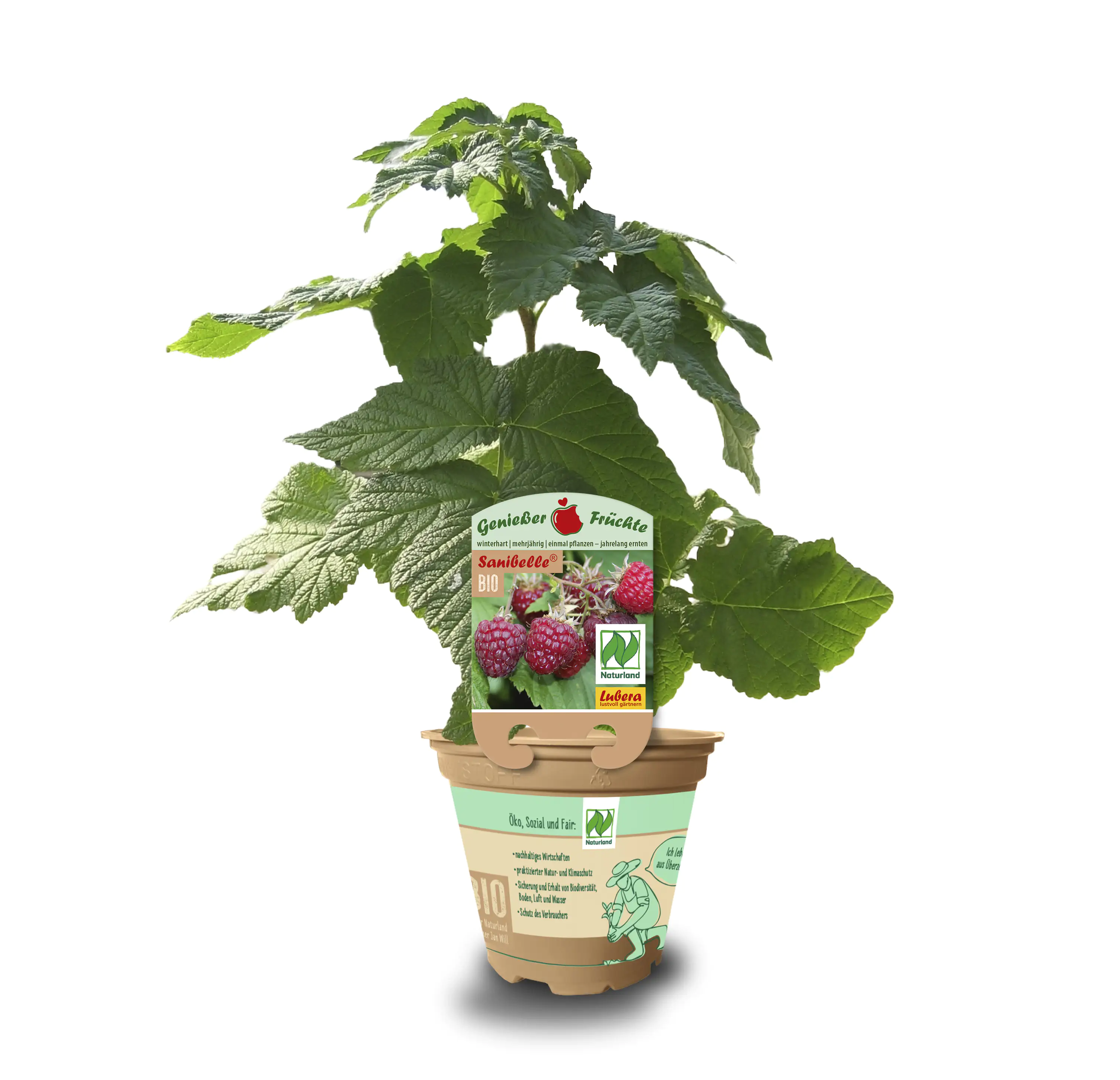 Rubus idaeus Himbeeren 12 cm Topf 