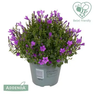 Glockenblume Campanula  port Ambella Intense Purple 15 cm Topf 