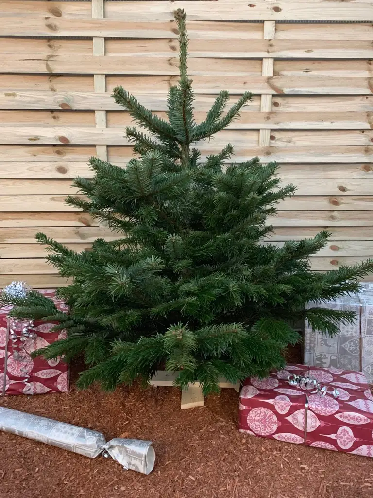 Nordmanntanne echter Weihnachtsbaum 140 - 160 cm, frisch gefällt
