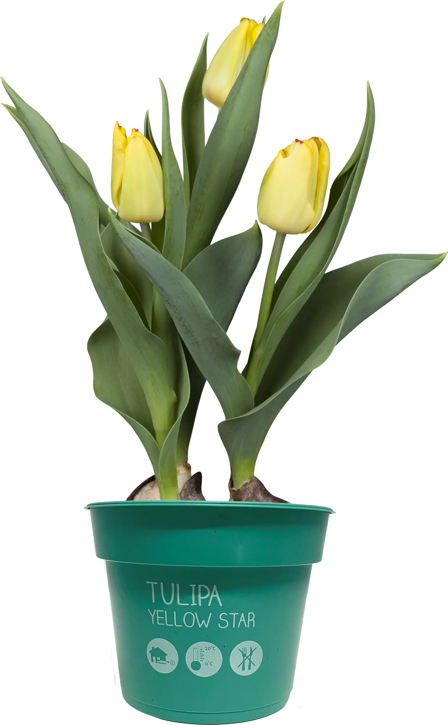 Zwiebelpflanzen im 9 cm Topf Tulpen Tulipa