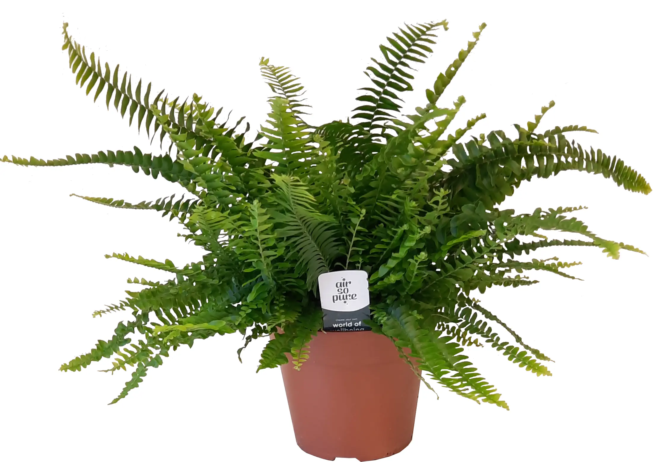 Zimmerfarn im 17 cm Topf