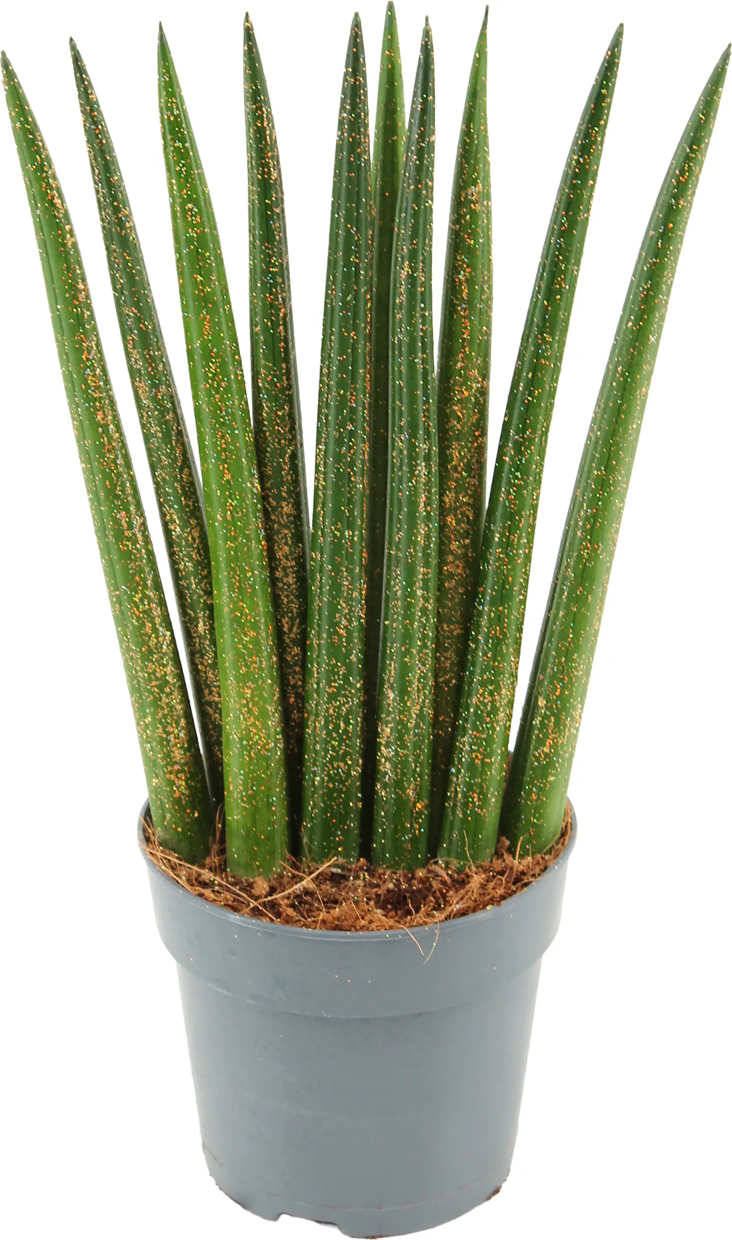 Sansevieria cylindrica Bogenhanf 12 cm Topf