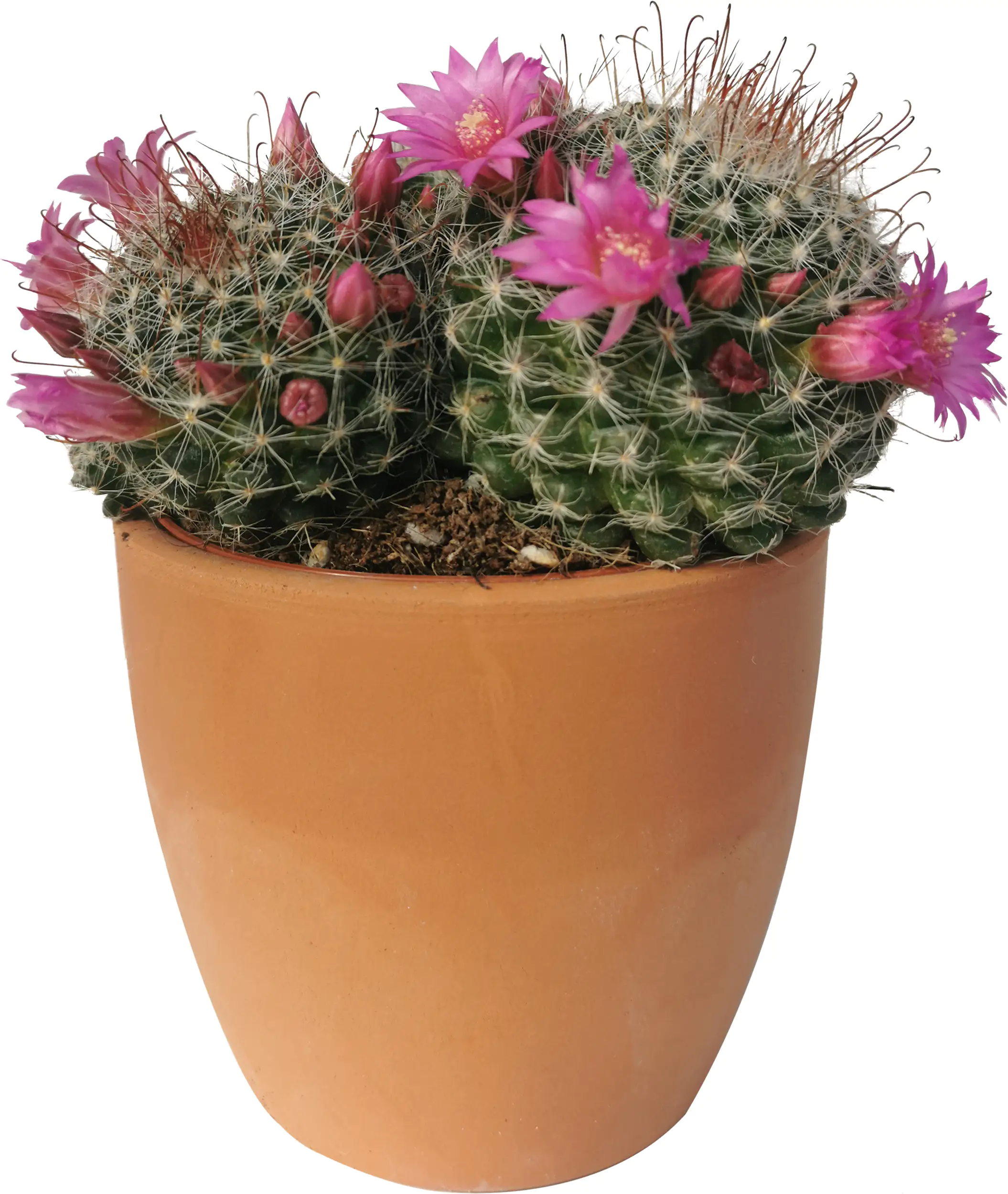 Kakteen Cactus in terracotta 8,5 cm Topf
