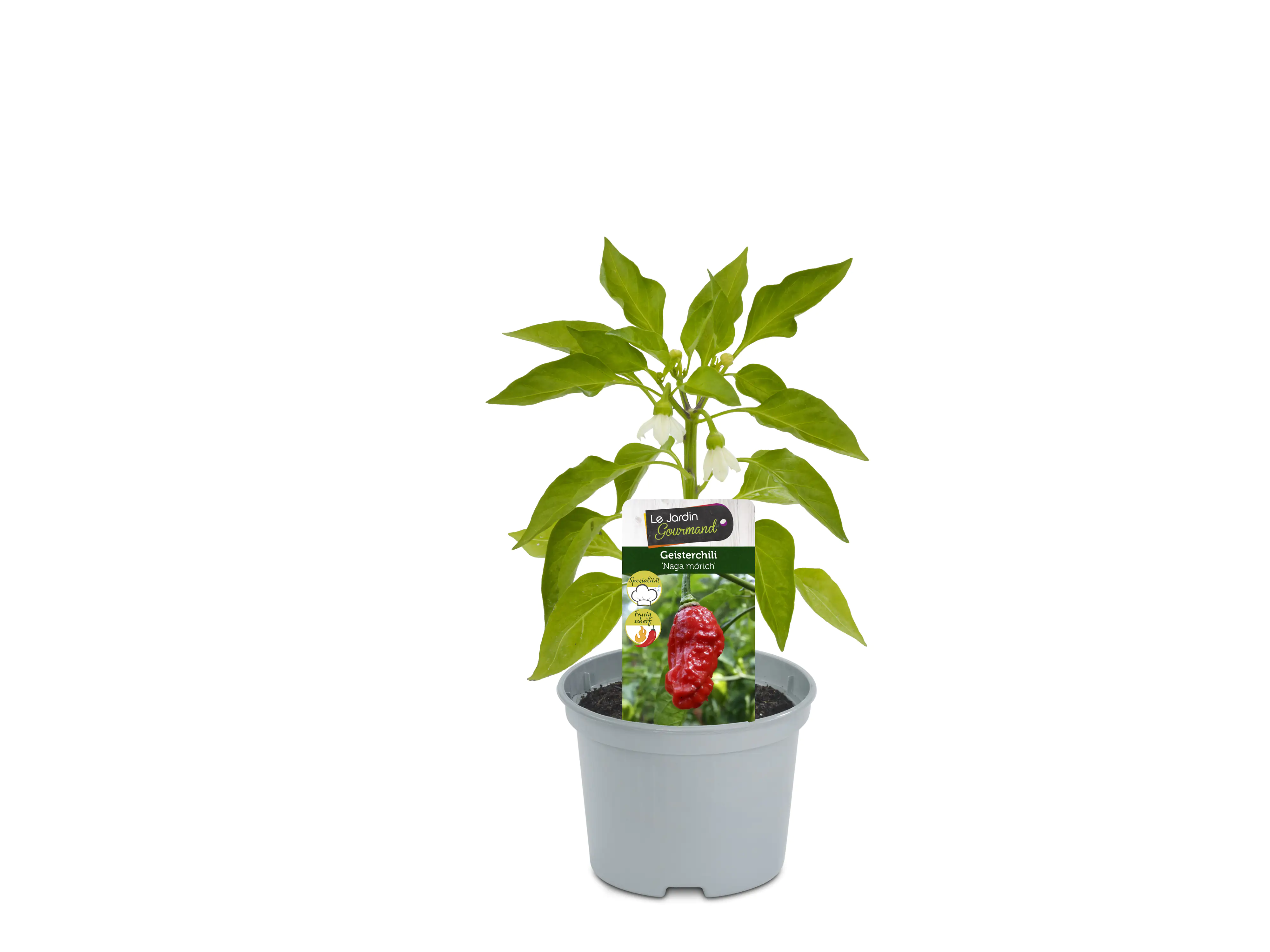 Bhut-Jolokia Geisterchili 12 cm Topf