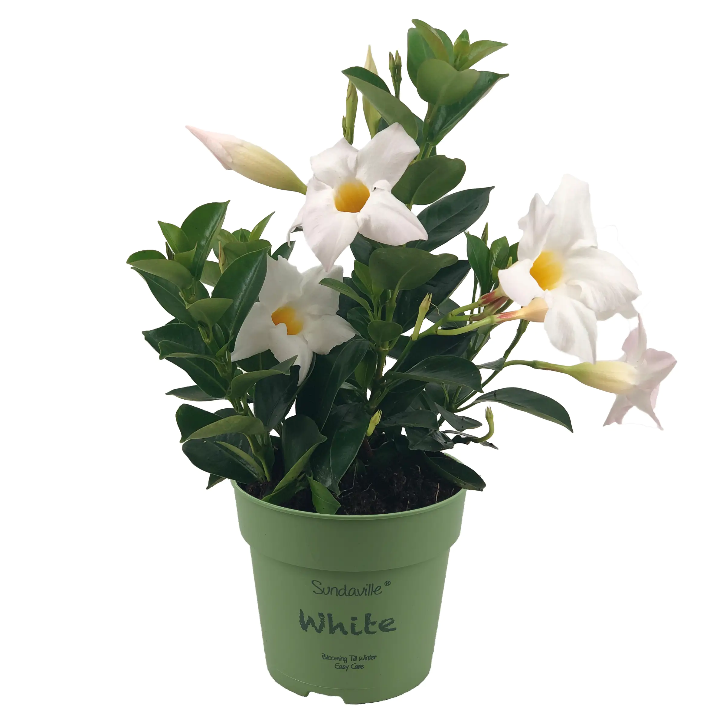Dipladenia Mandevilla H ca 25 cm 12 cm Topf Dipladenia Mandevilla H ca 25 cm 12 cm Topf