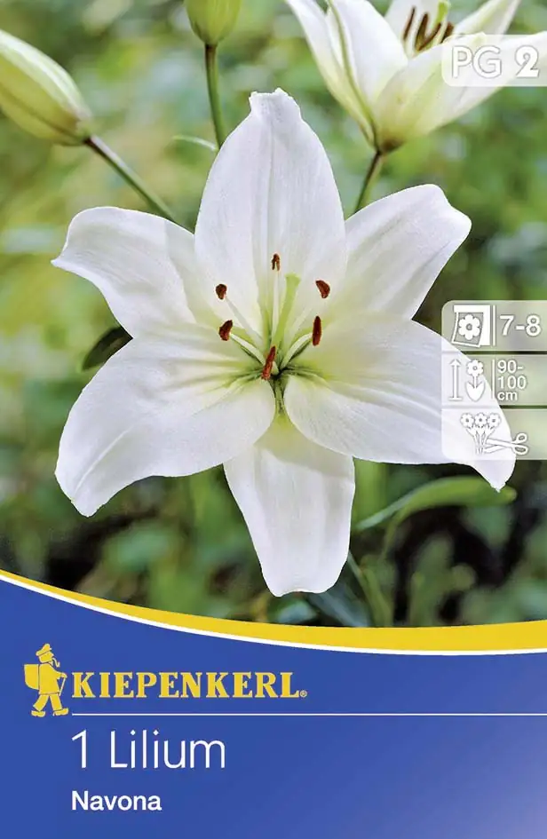 Kiepenkerl Frühjahrszwiebel Lilie Navona Lilium x Hybrida, Inhalt: 1 Stück Kiepenkerl Frühjahrszwiebel Lilie Navona Lilium x Hybrida, Inhalt: 1 Stück
