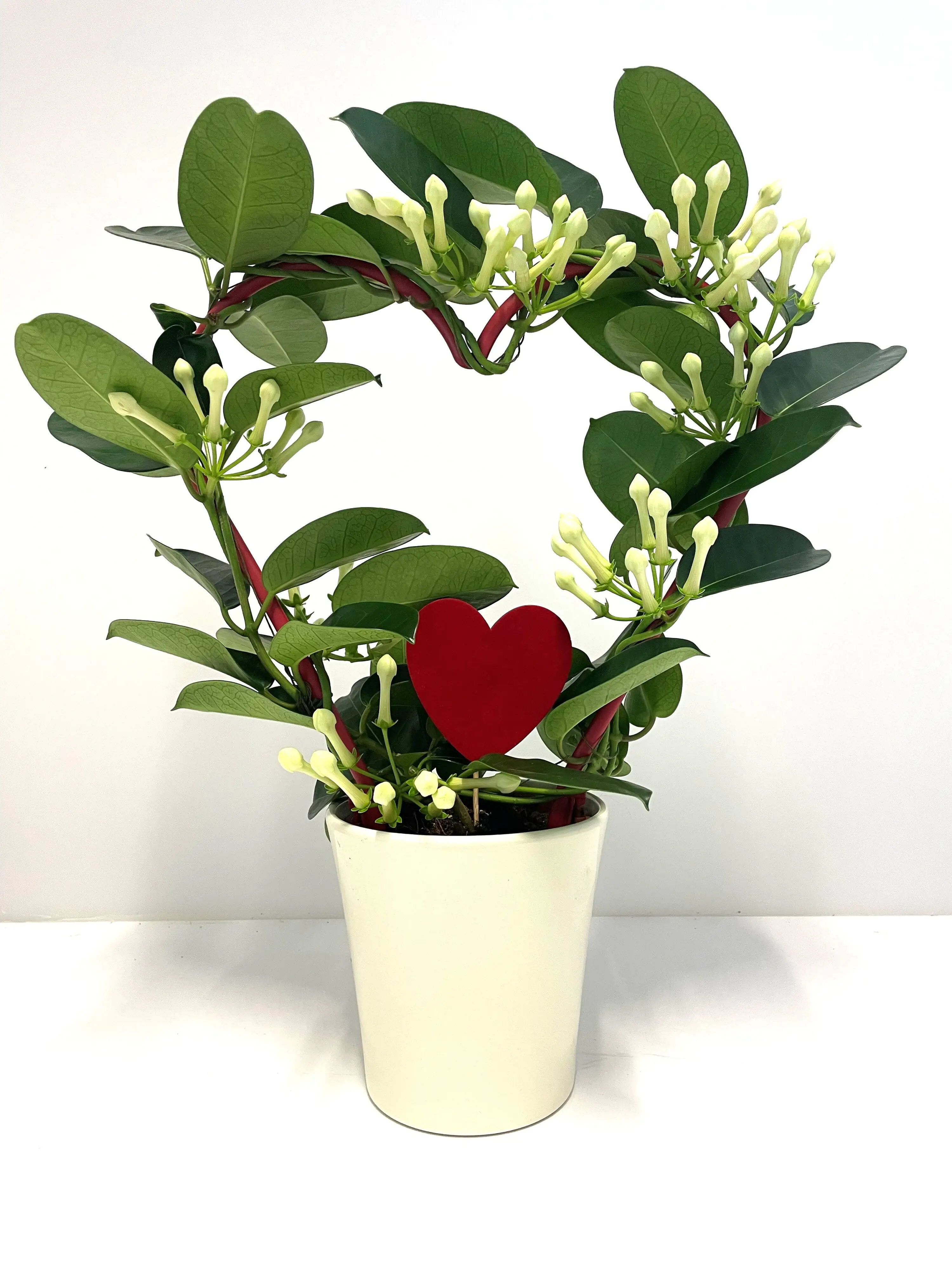 Kranzschlinge Stephanotis im 12 cm Topf, ca. 55 cm hoch Kranzschlinge Stephanotis im 12 cm Topf, ca. 55 cm hoch