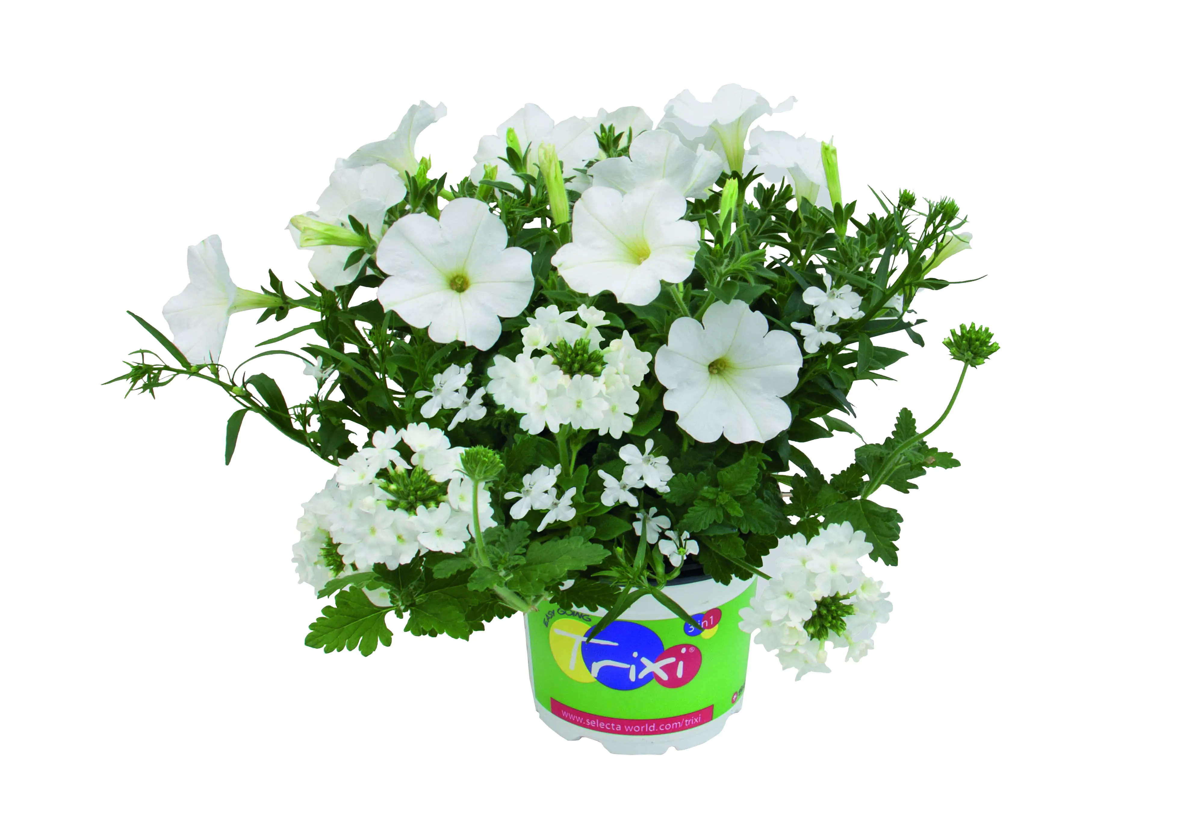 Petunie Trixi Calibrachoa 19 cm Topf