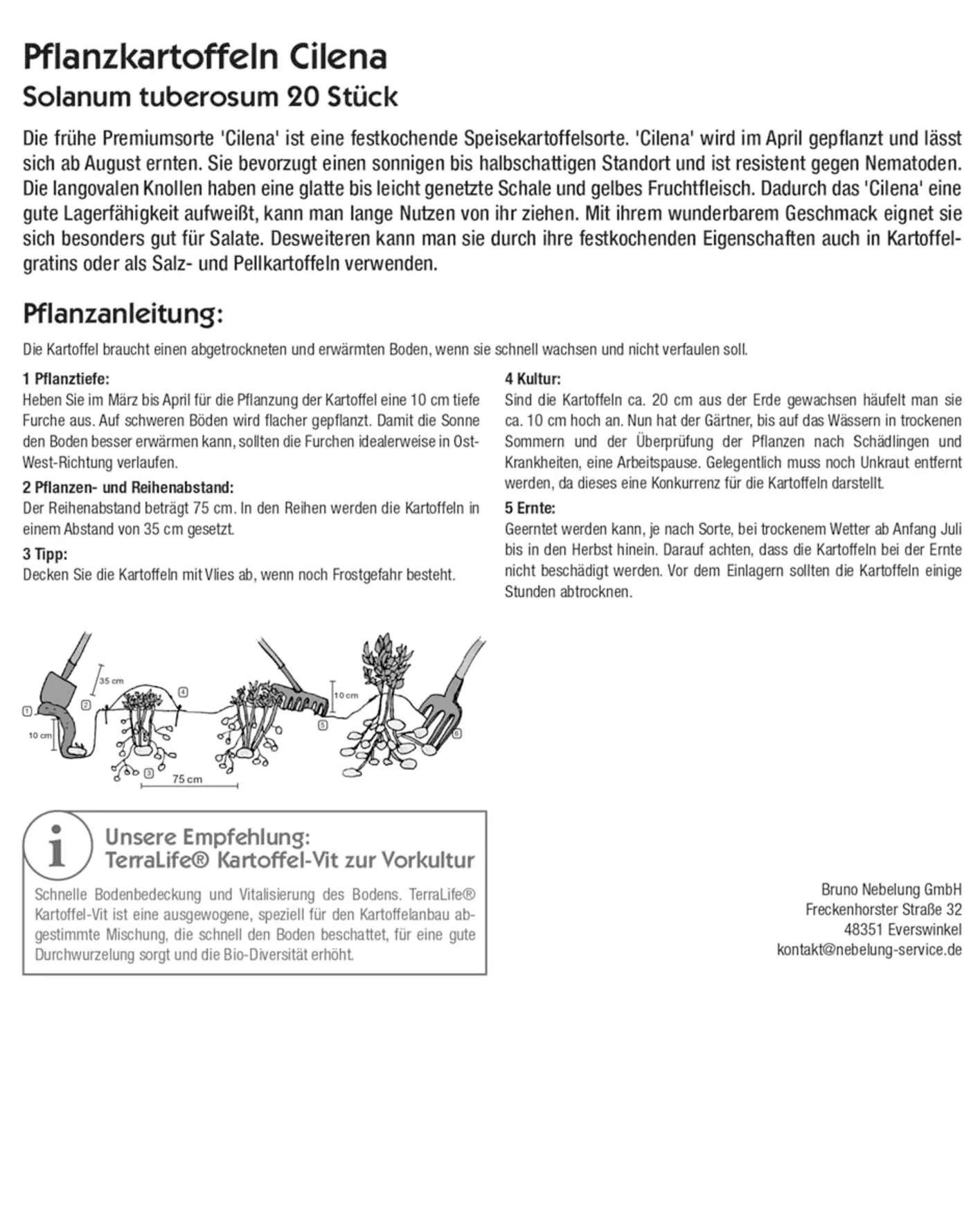 Kiepenkerl Pflanzgut Pflanzkartoffel Cilena 20 Stück