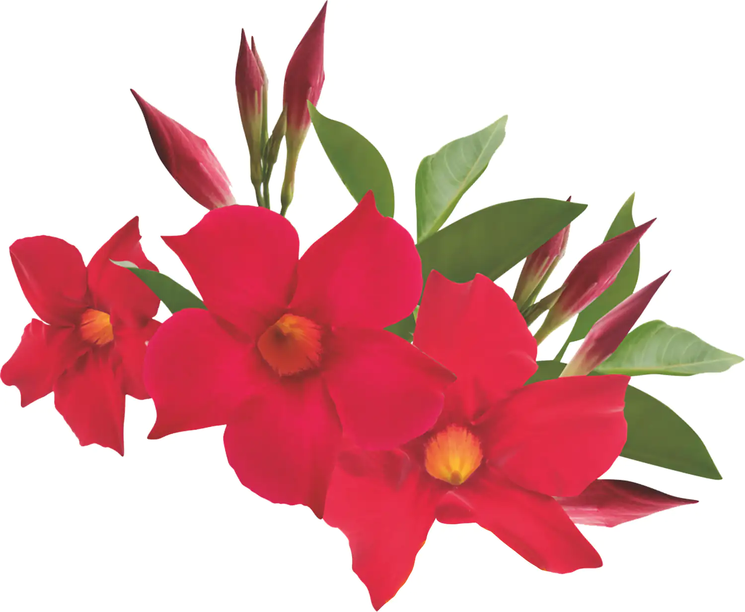 Mandevilla Dipladenia 9 cm Topf