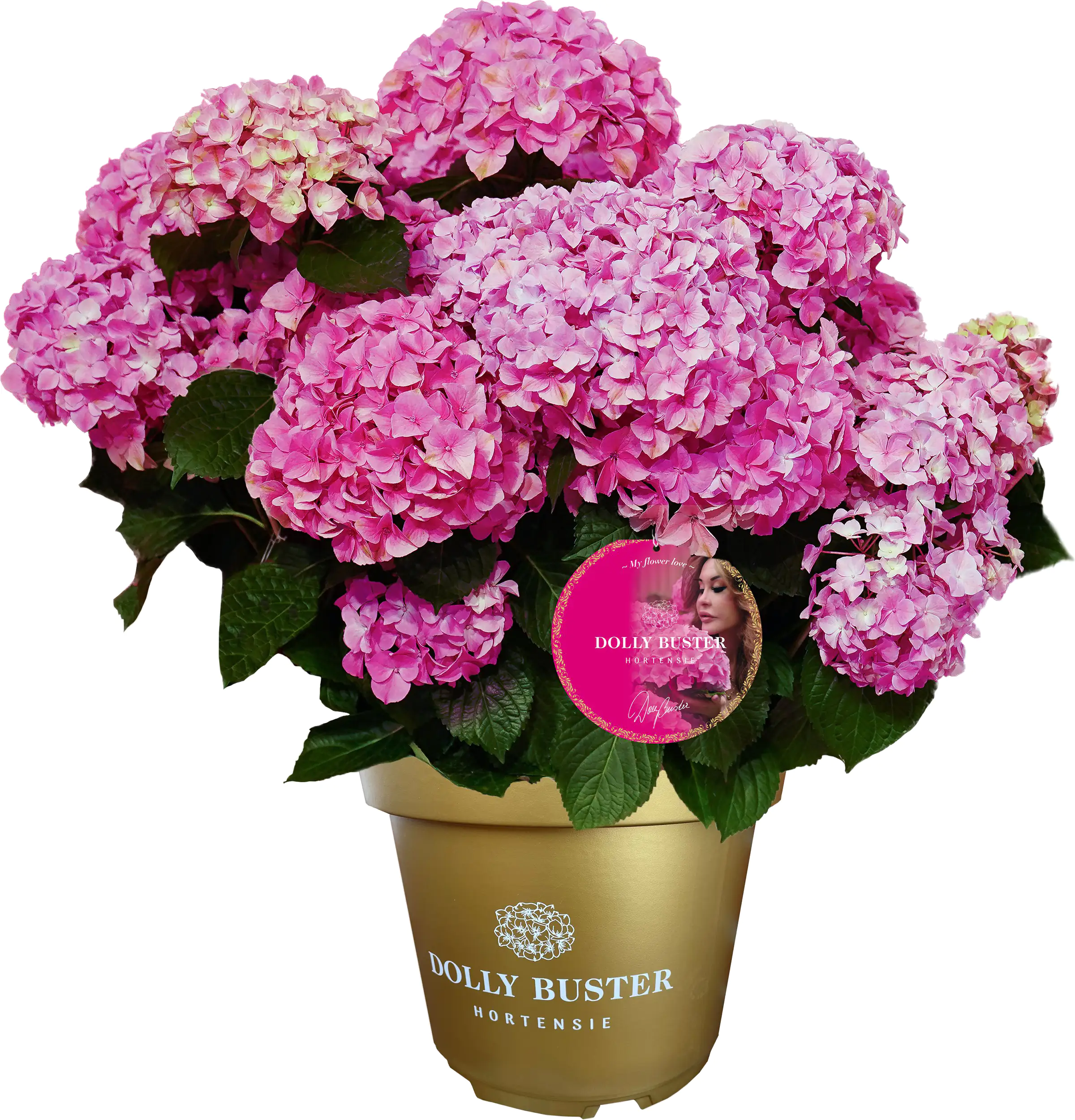 Bauernhortensie Hydrangea macrophylla Dolly Buster H 30-40 cm 23 cm Topf