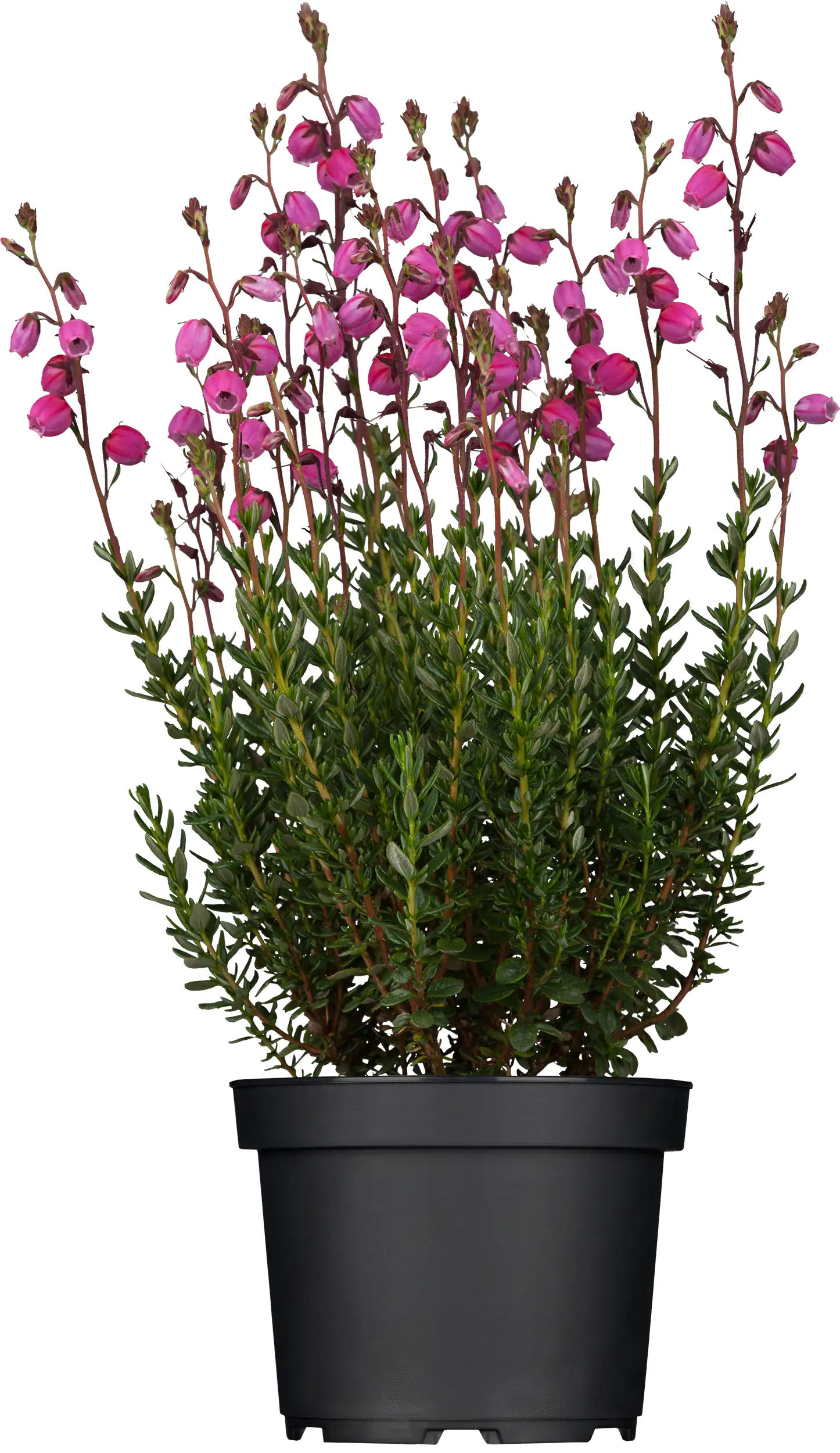 Irische Glockenheide Daboecia Bella Beauties H ca 10 cm 11 cm Topf