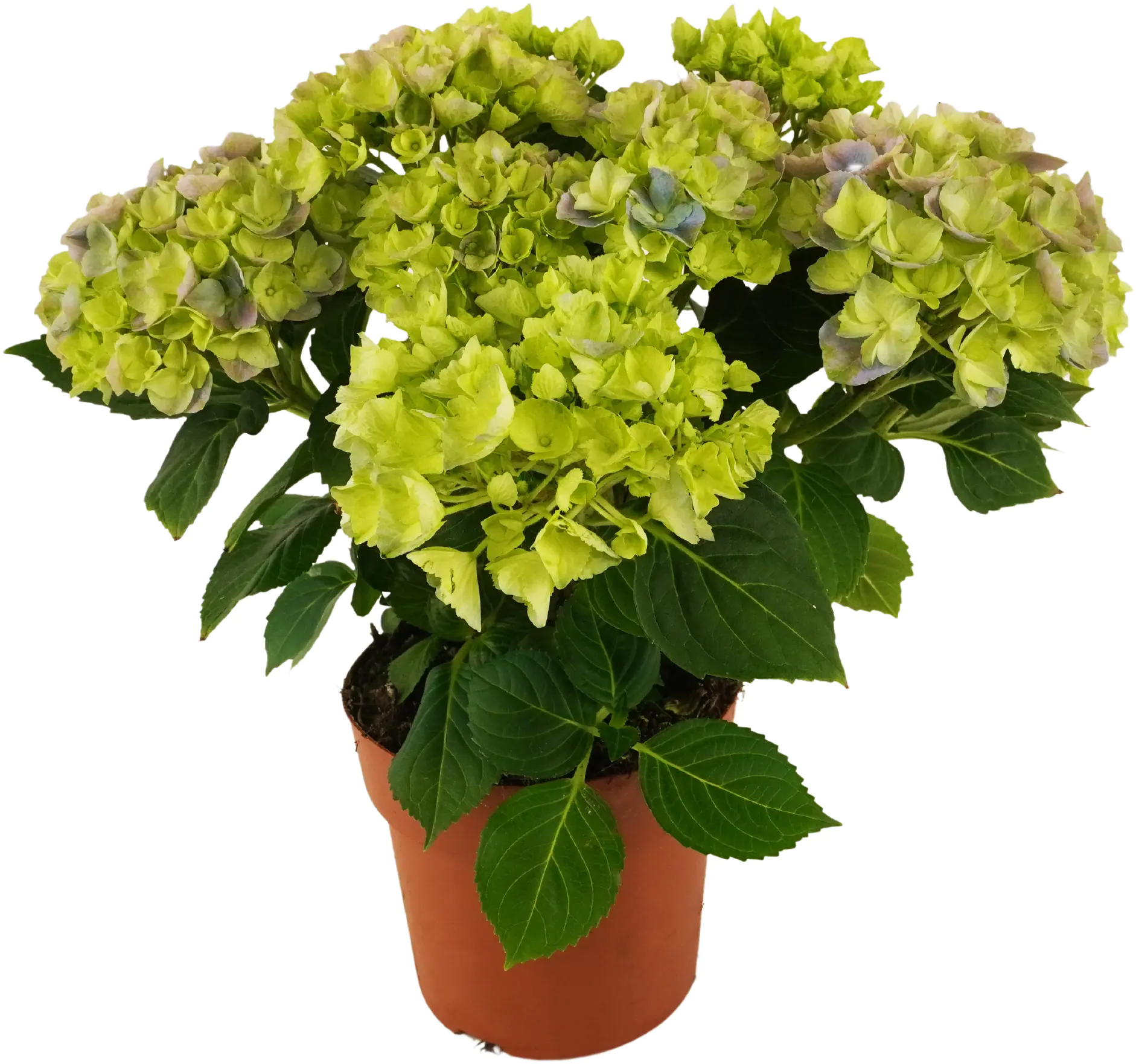 Hydrangea Macrophylla Hortensie Mix im 14cm Topf