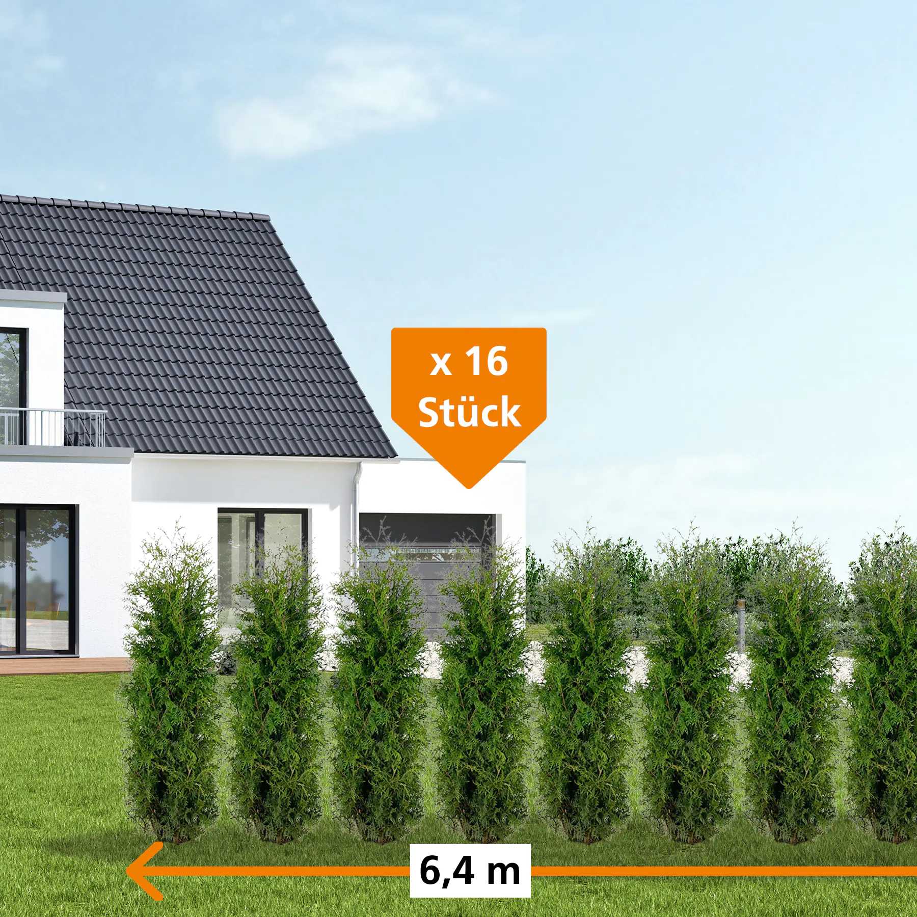 Lebensbaum Thuja occ. Brabant H 140 - 160 cm, 16 Stück