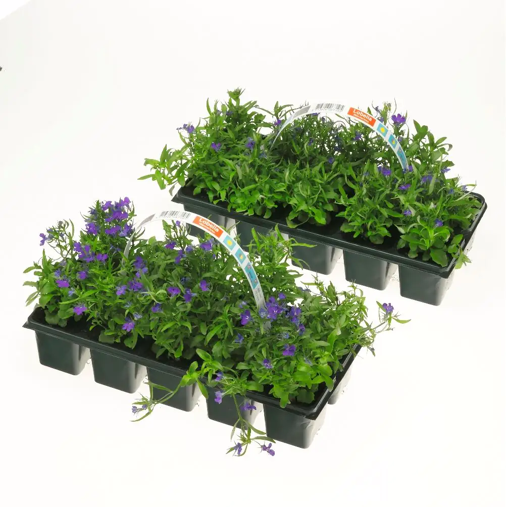 Männertreu Lobelia H 10 cm 10er Pack