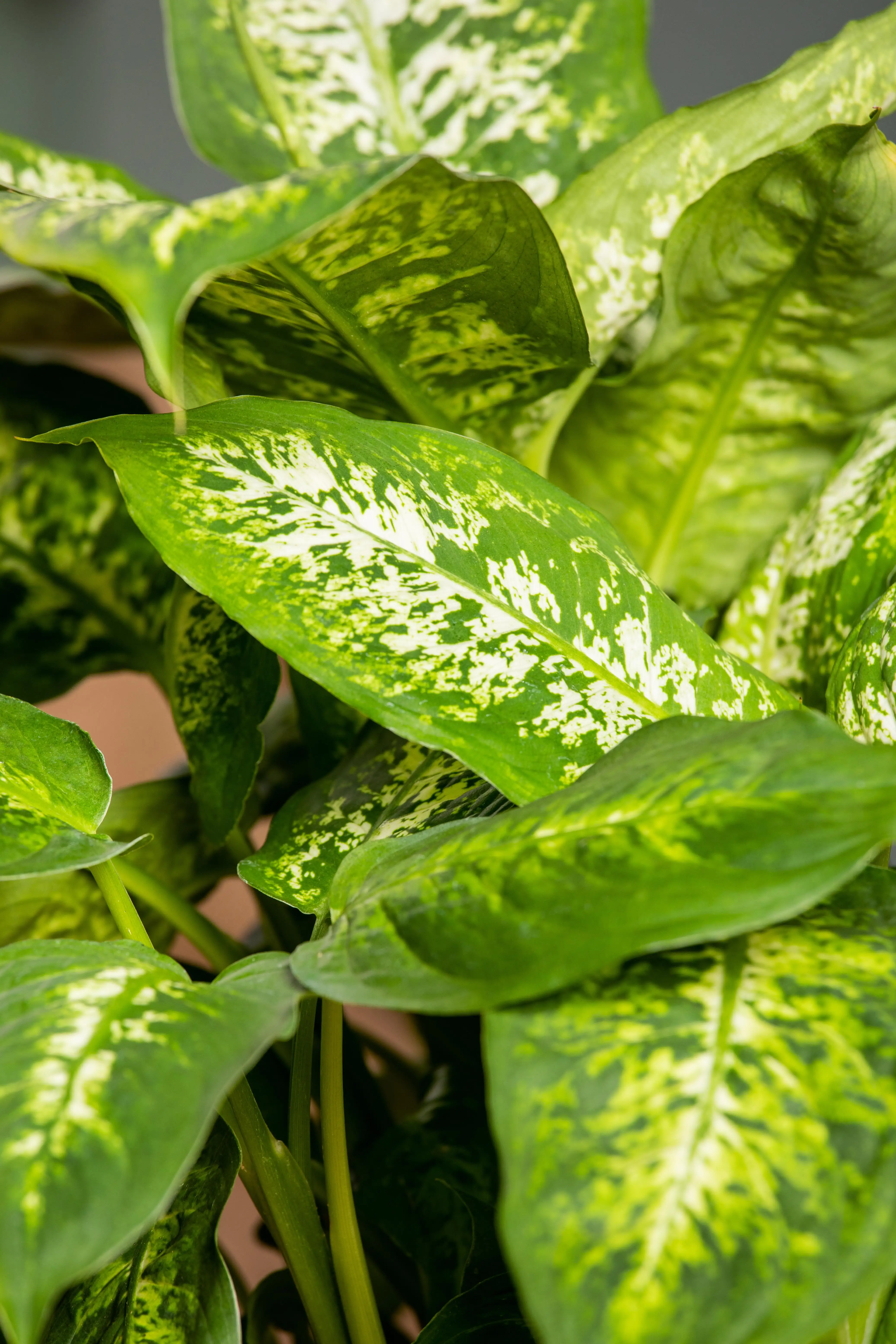 Dieffenbachie Compacta H ca. 40 cm 12 cm Topf