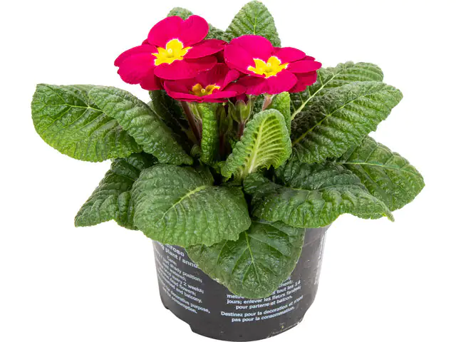 Primel Primula H 15 cm 10,5 cm Topf Primel Primula H 15 cm 10,5 cm Topf