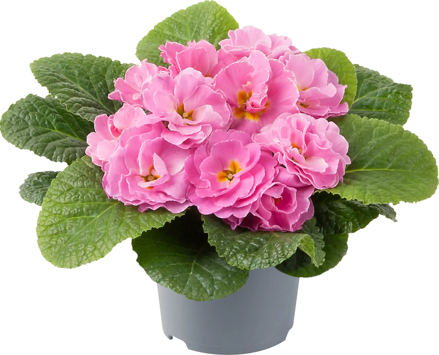 Primel Queen 10,5 cm Topf