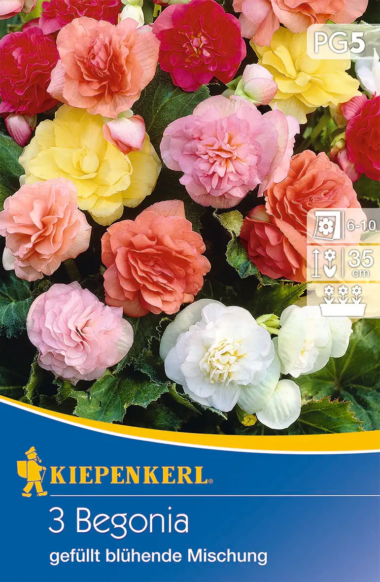 Kiepenkerl Knollenbegonie Gefüllte Mischung Kiepenkerl Knollenbegonie Gefüllte Mischung