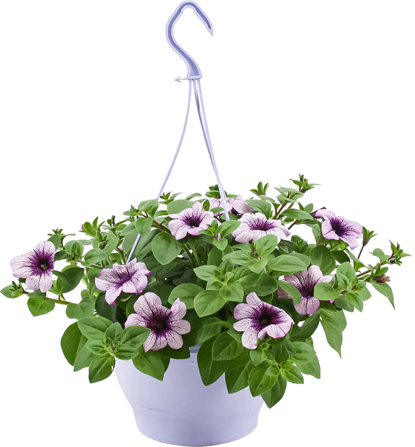 Ampelpflanzen Mix 21 cm Topf