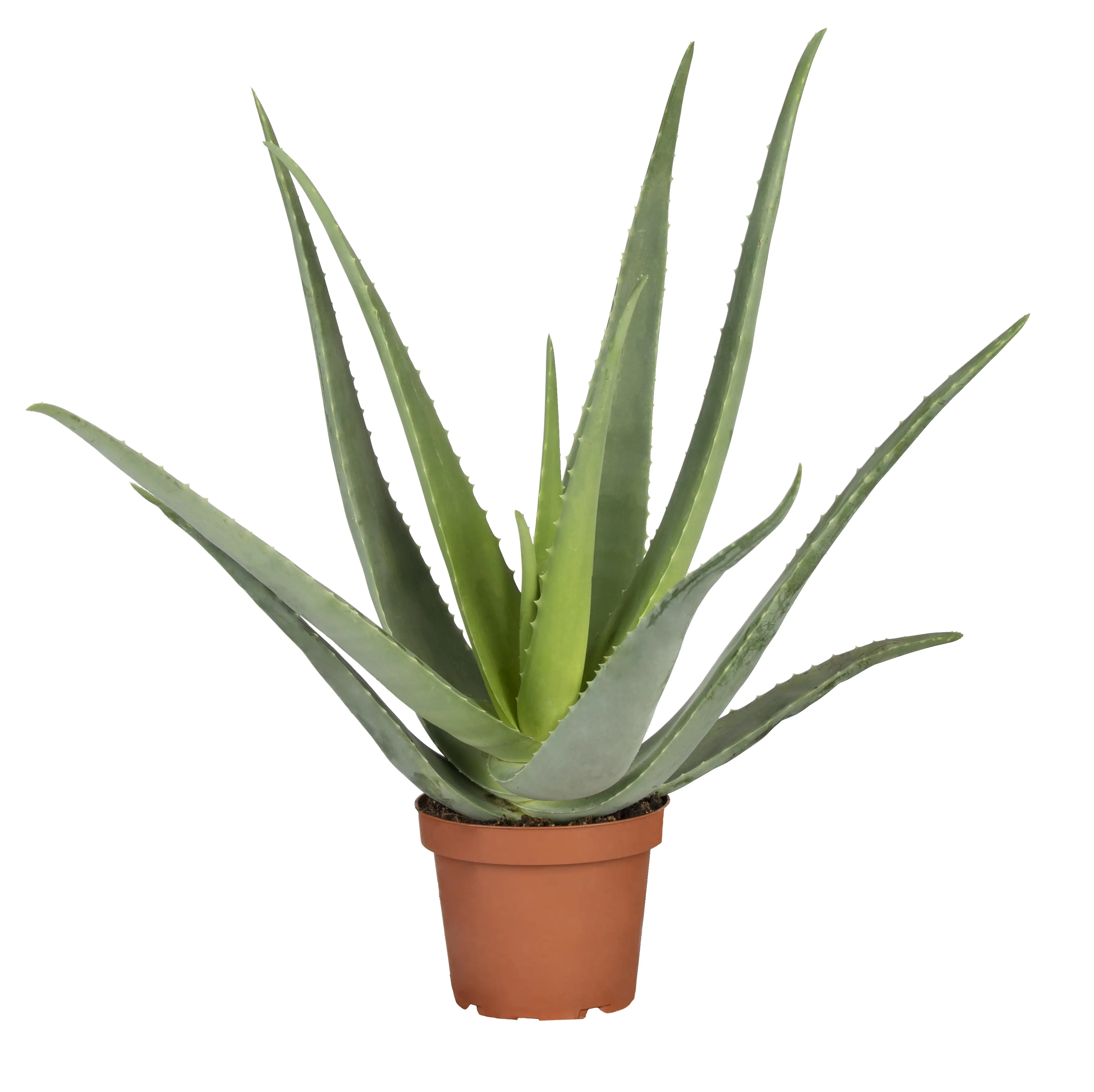 Aloe Vera H ca. 60 cm 23 cm Topf 