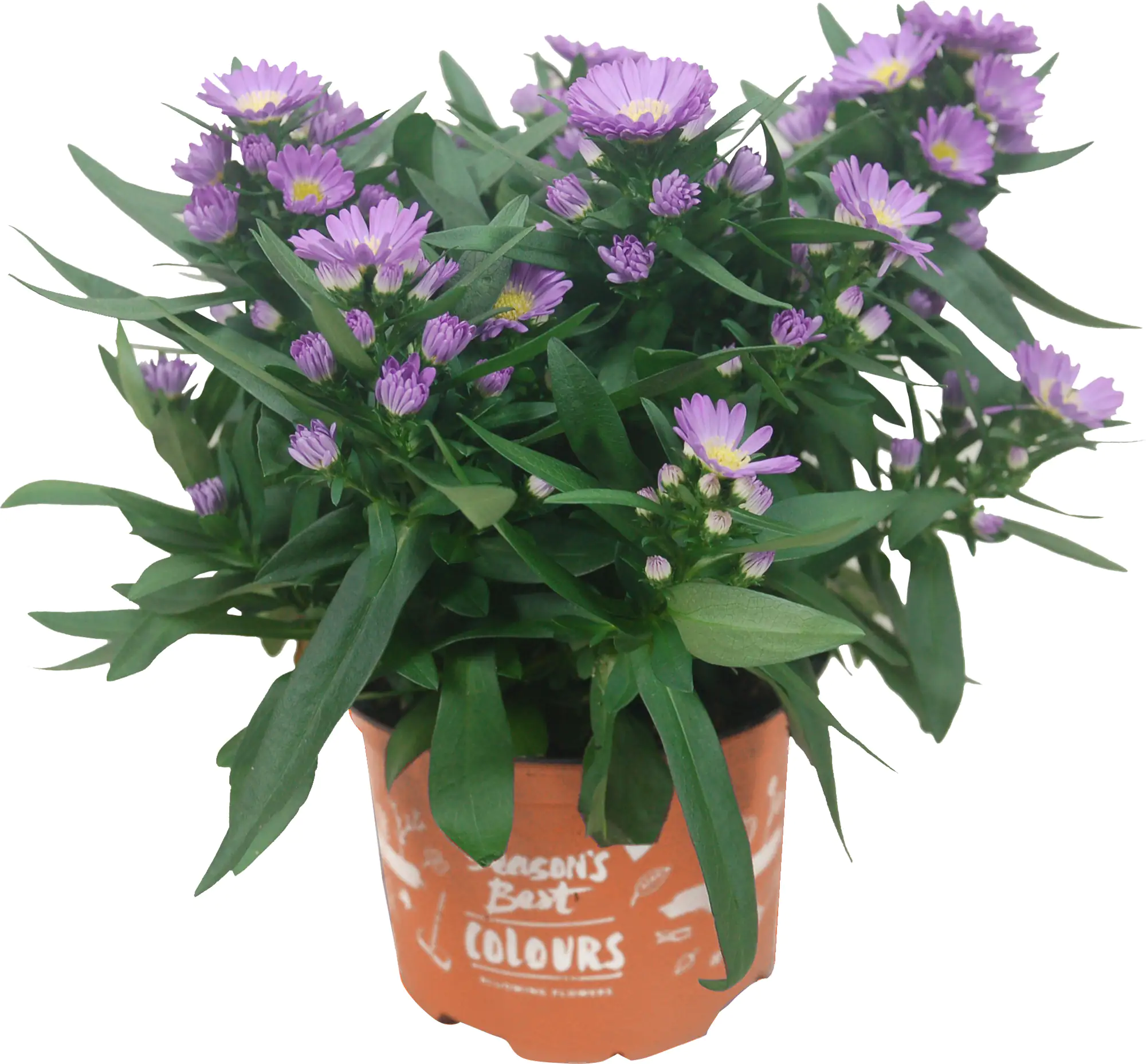 8717432463656_03 Aster Mystery Lady 12 cm Topf