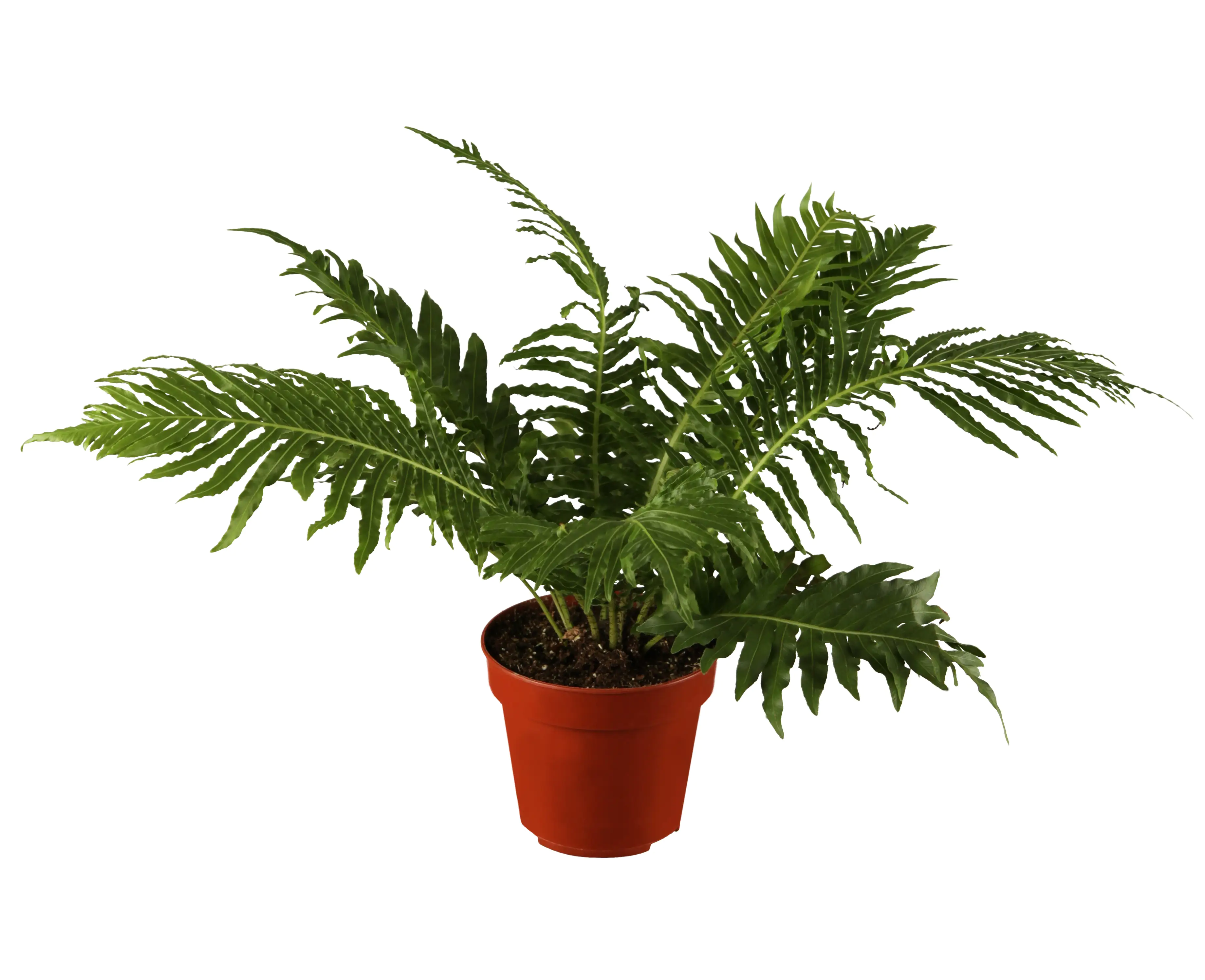 Rippenfarn Blechnum Silver Lady H ca. 50 cm 17 cm Topf