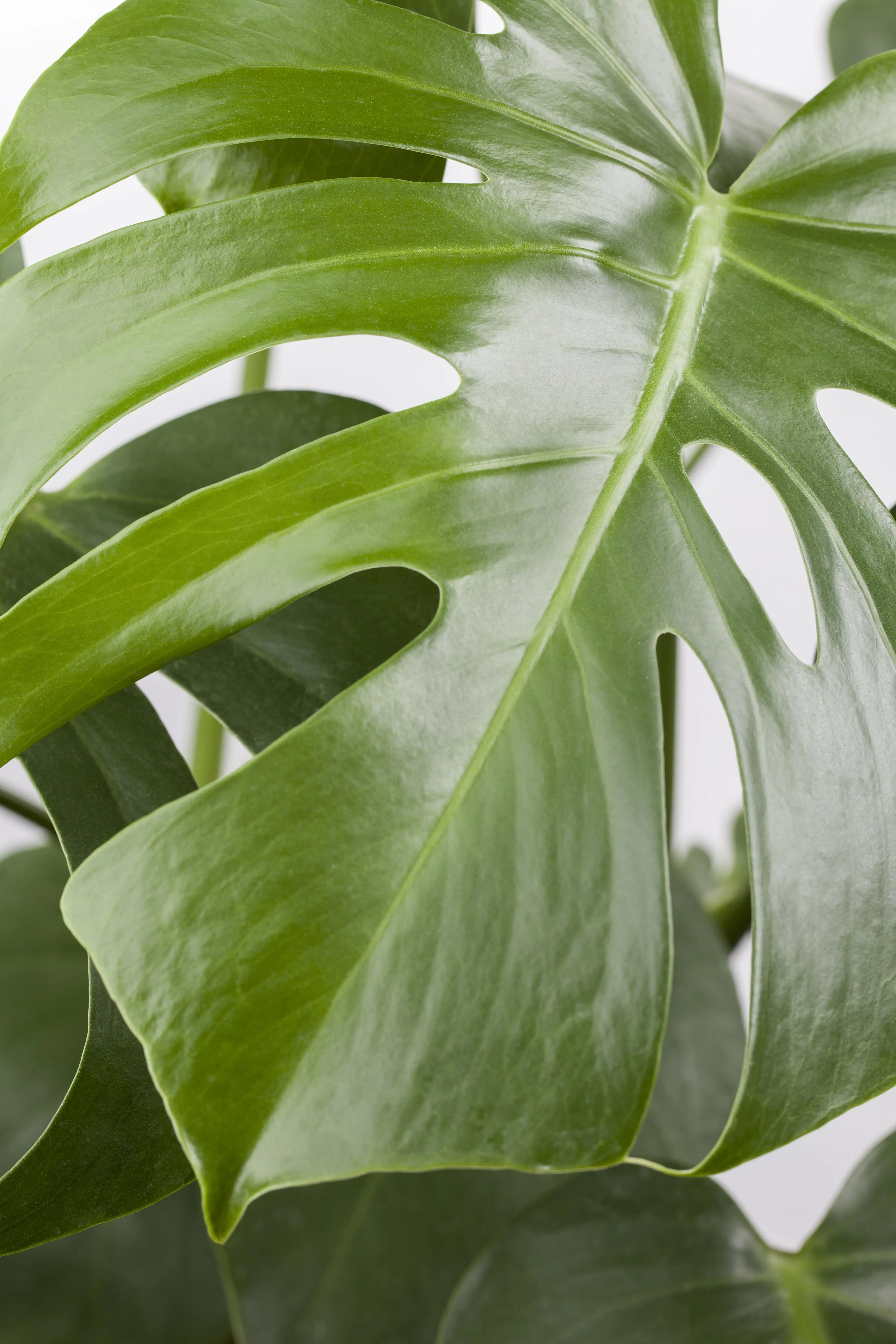 Fensterblatt Monstera Deliciosa H ca. 80 cm 21 cm Topf 