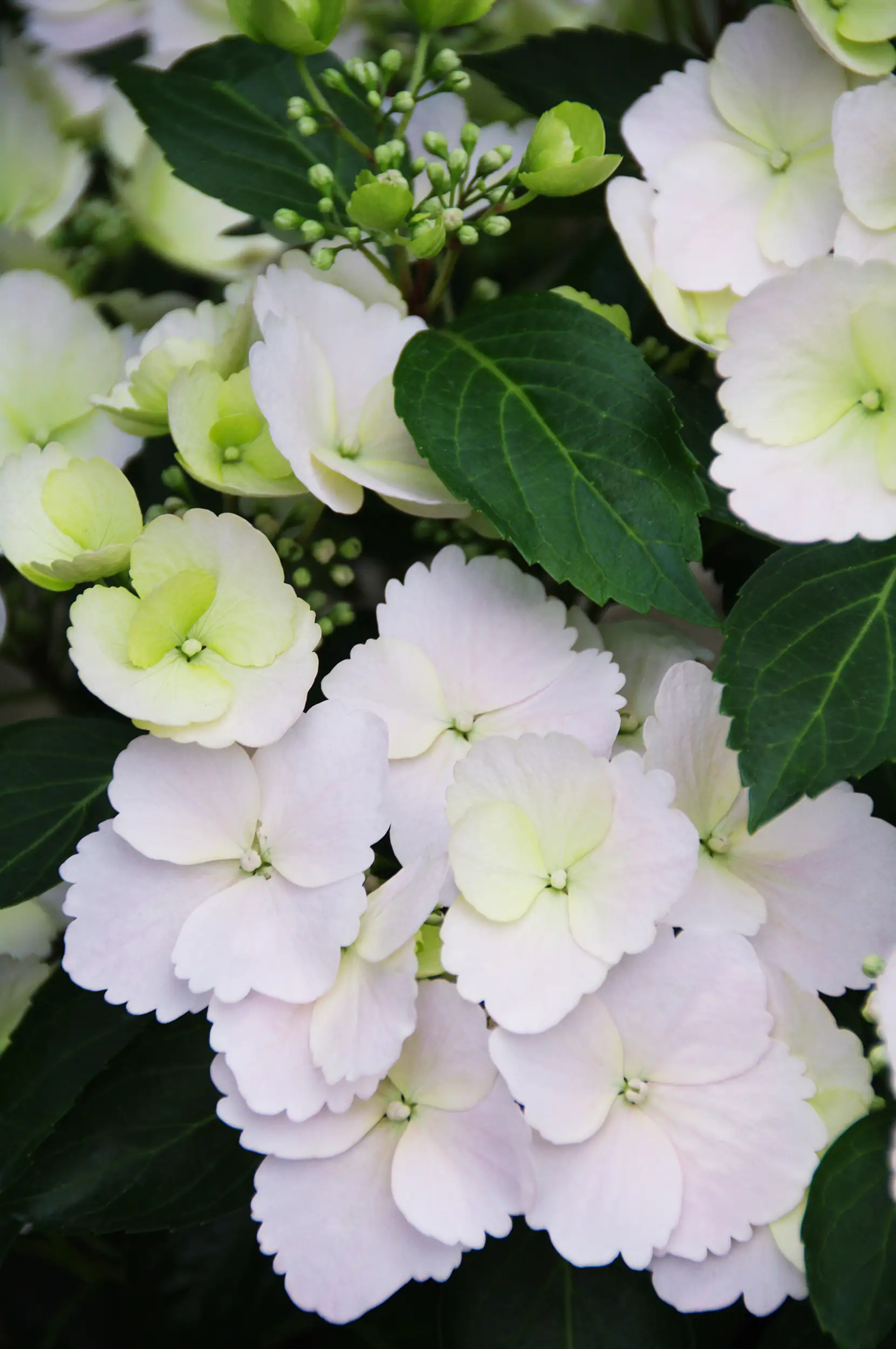 Bauernhortensie Runaway Bride Hydrangea mac. H 30-40 cm 3,5L Container