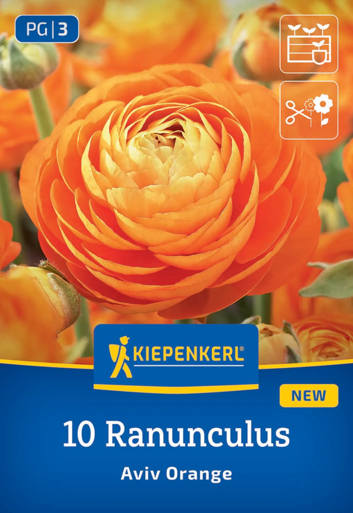 Kiepenkerl Frühjahrsblumenzwiebel Ranunkeln Aviv Orange 10 Stück