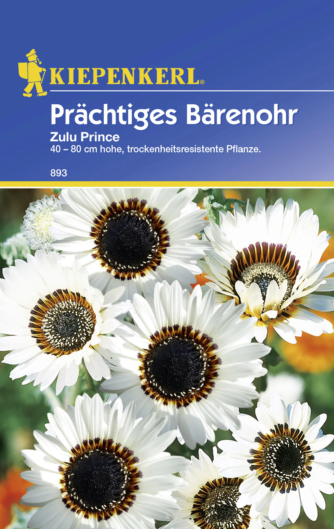 Kiepenkerl Bärenohr Zulu Prince Arctotis fastuosa, Inhalt: ca. 40 Pflanzen