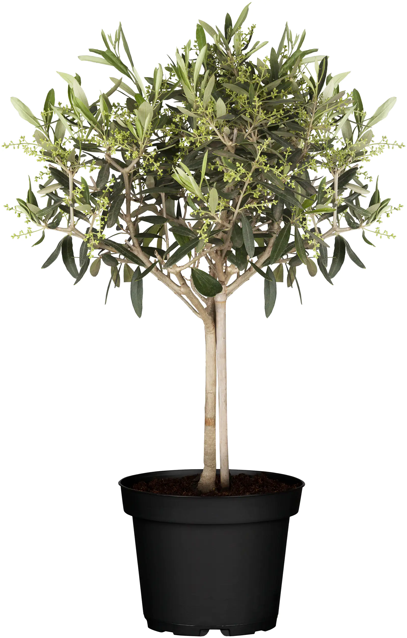 Mini Olivenbaum H 55 - 65 cm 15 cm Topf
