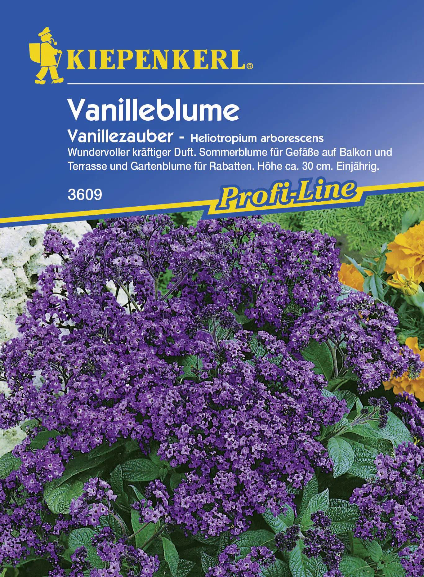 Kiepenkerl Vanilleblume Vanillezauber Heliotropium arborescens, Inhalt: ca. 50 Pflanzen