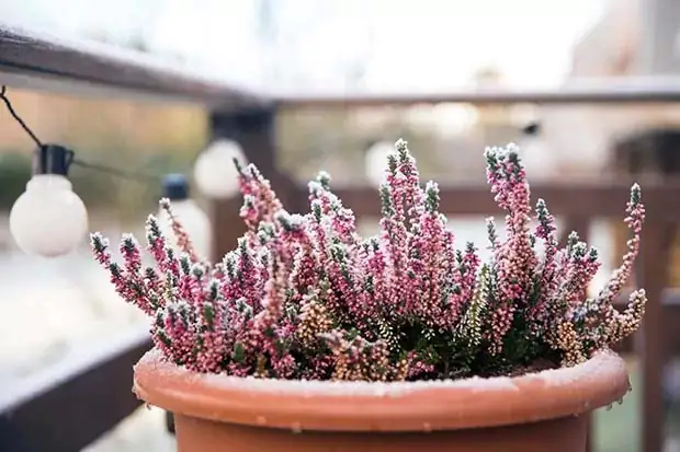 Winterfeste Pflanzen