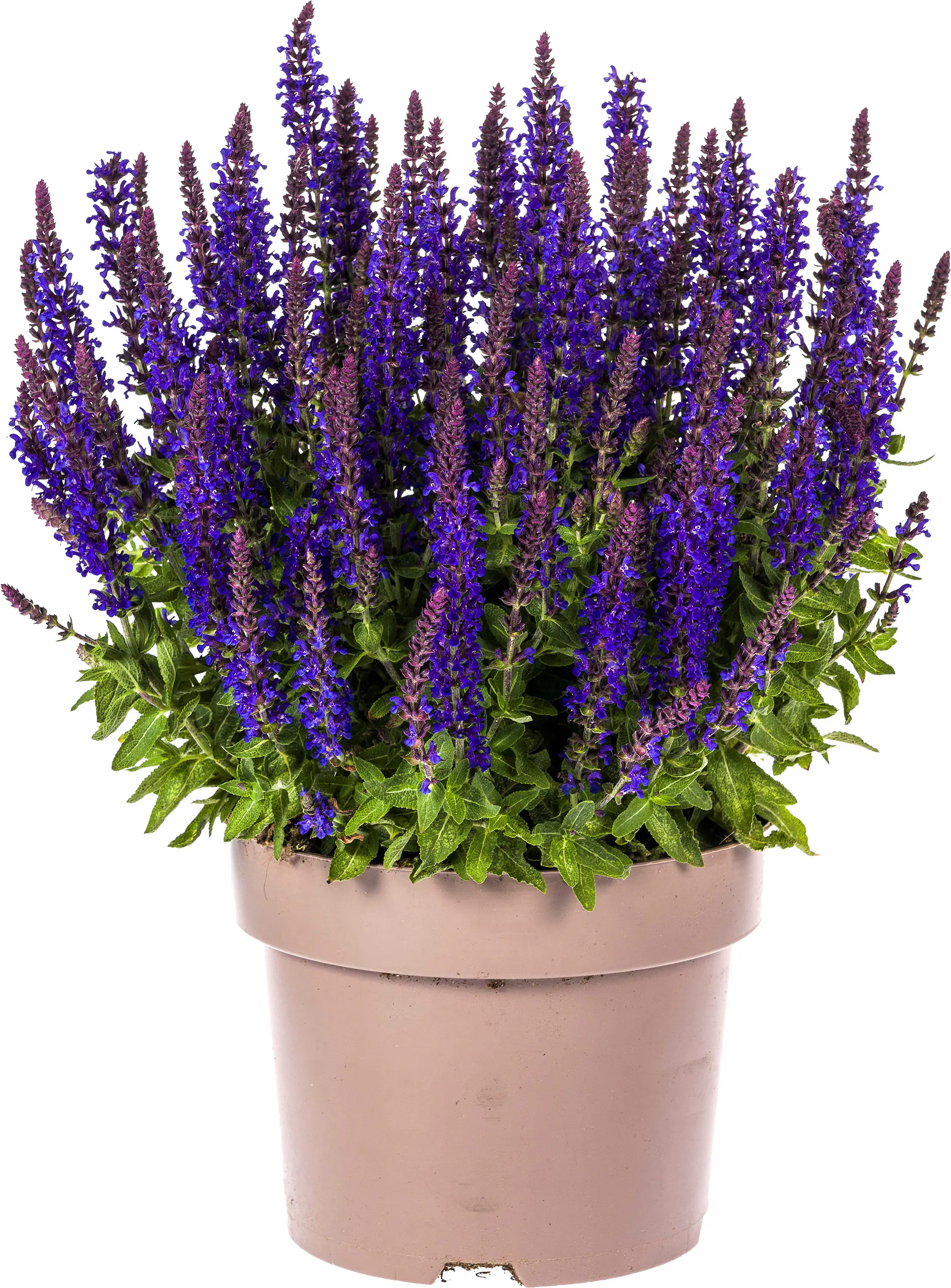 Steppen-Salbei Salvia nemorosa 19 cm Topf