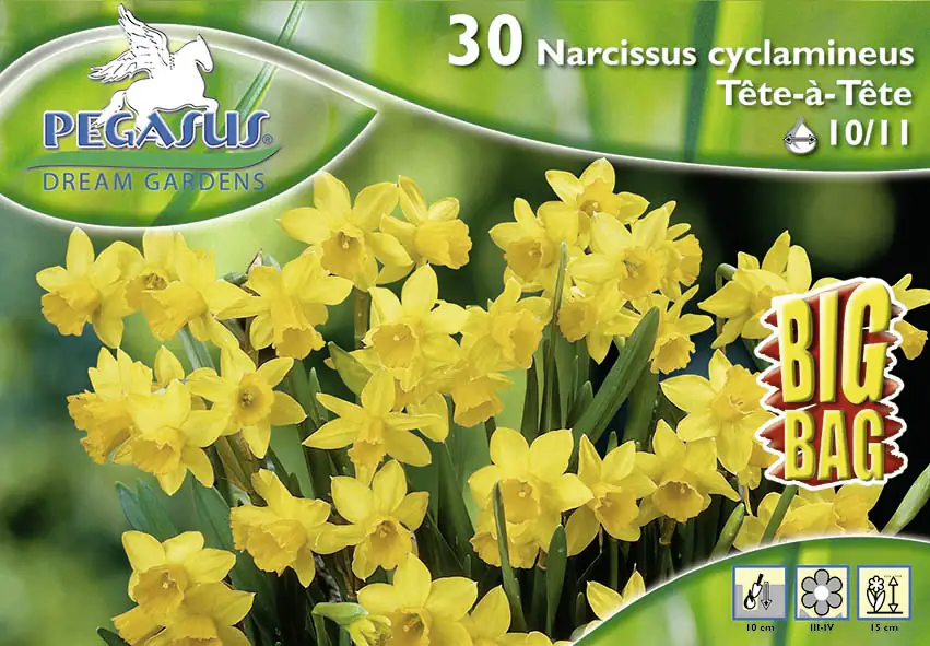 Pegasus BigBag Narzisse Tête à Tête Narcissus cyclamineus