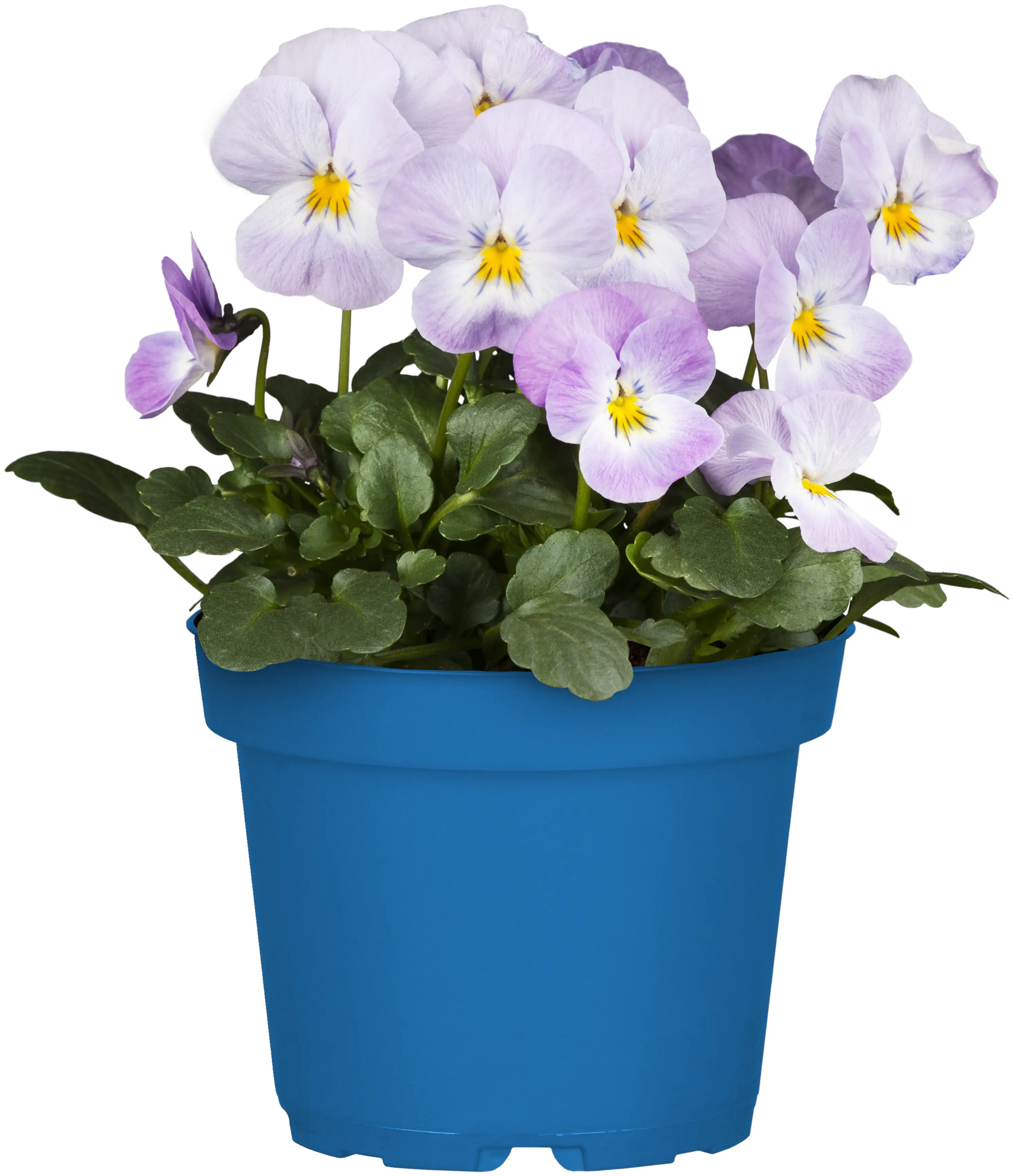 Bio Hornveilchen Viola Cornuta 10,5 cm Topf